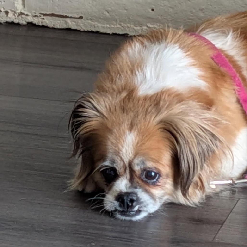 Enlarge Fabio, a Adoptable Pekingese in Fresno, CA image 6/6