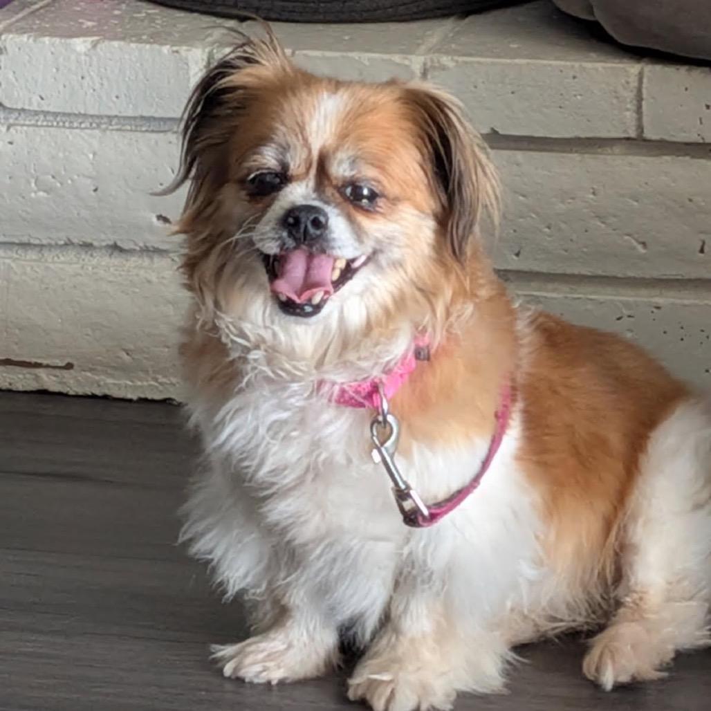 Fabio, Adoptable, Senior Male Pekingese.