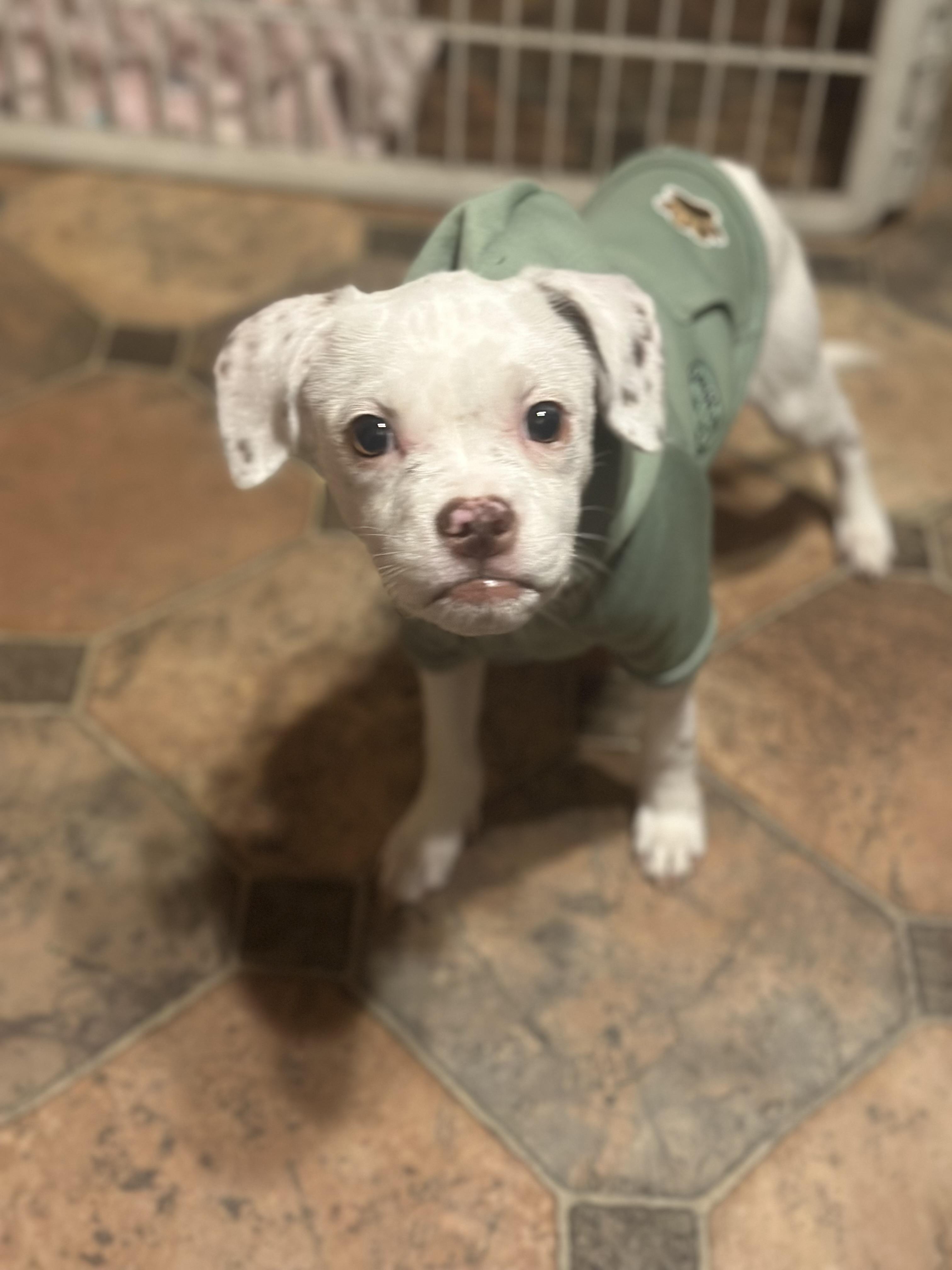 Enlarge Valentine , an adopted mixed breed in Succasunna, NJ image 1/3