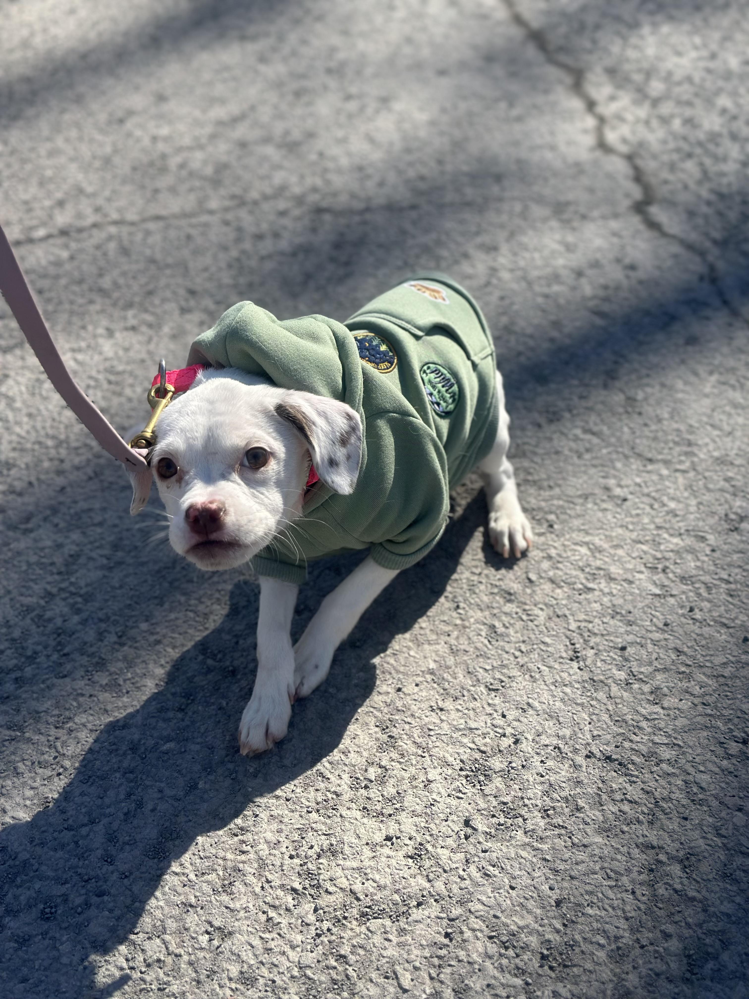 Enlarge Valentine , an adopted mixed breed in Succasunna, NJ image 3/3