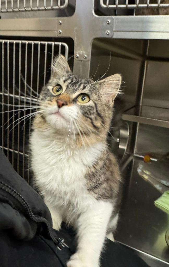 Suki, Adoptable, Young Female Domestic Medium Hair.