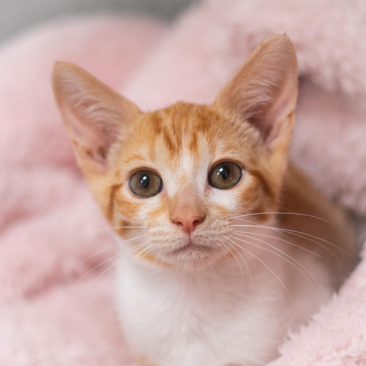 Leo, a Adopted Domestic Short Hair in Ponte Vedra, FL image 1/4