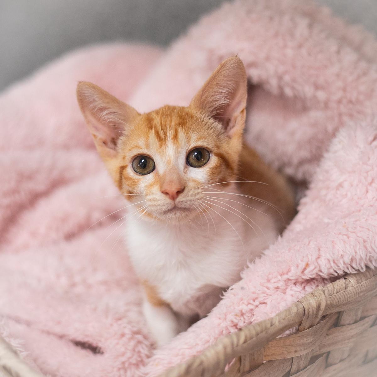 Leo, a Adopted Domestic Short Hair in Ponte Vedra, FL image 3/4