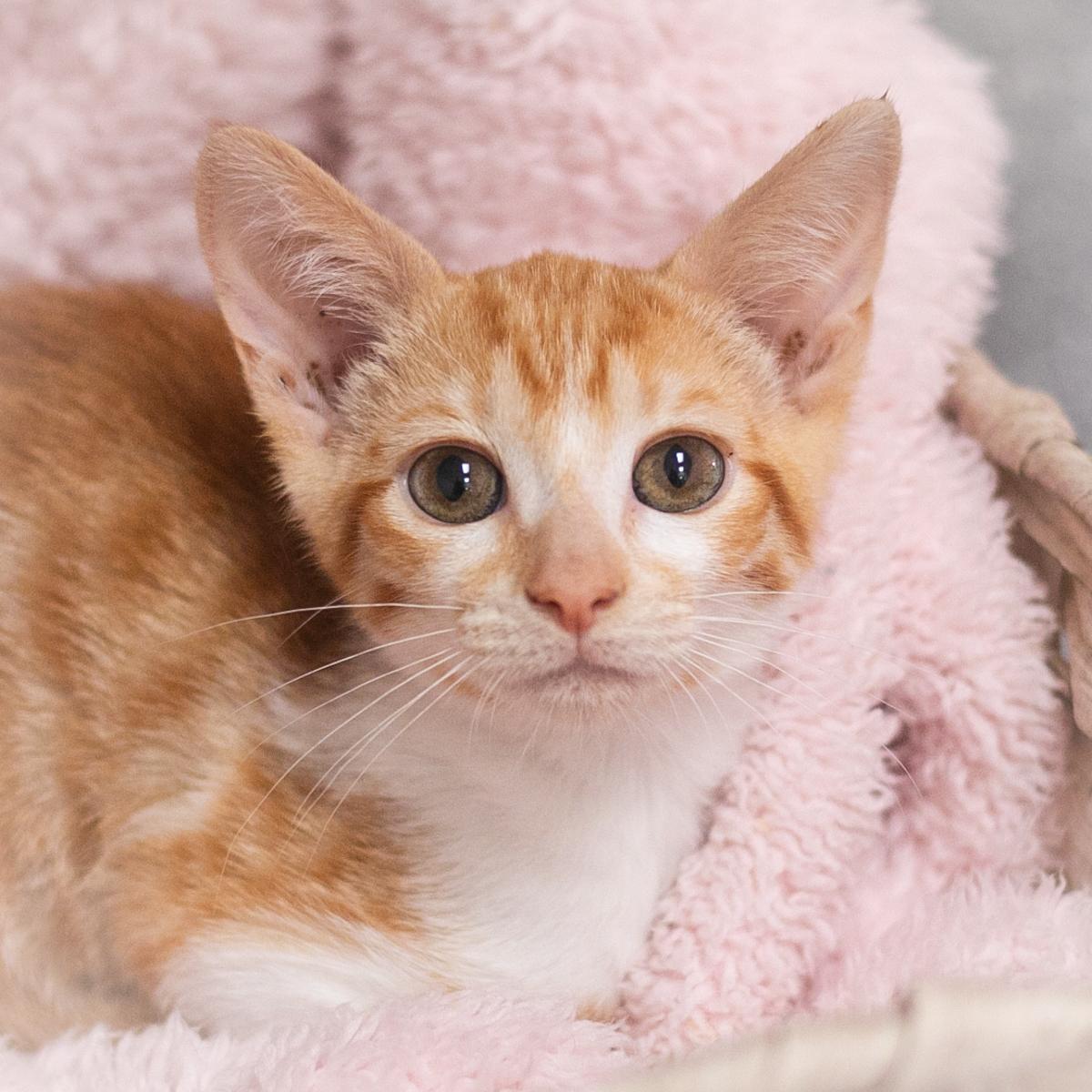 Leo, a Adopted Domestic Short Hair in Ponte Vedra, FL image 4/4