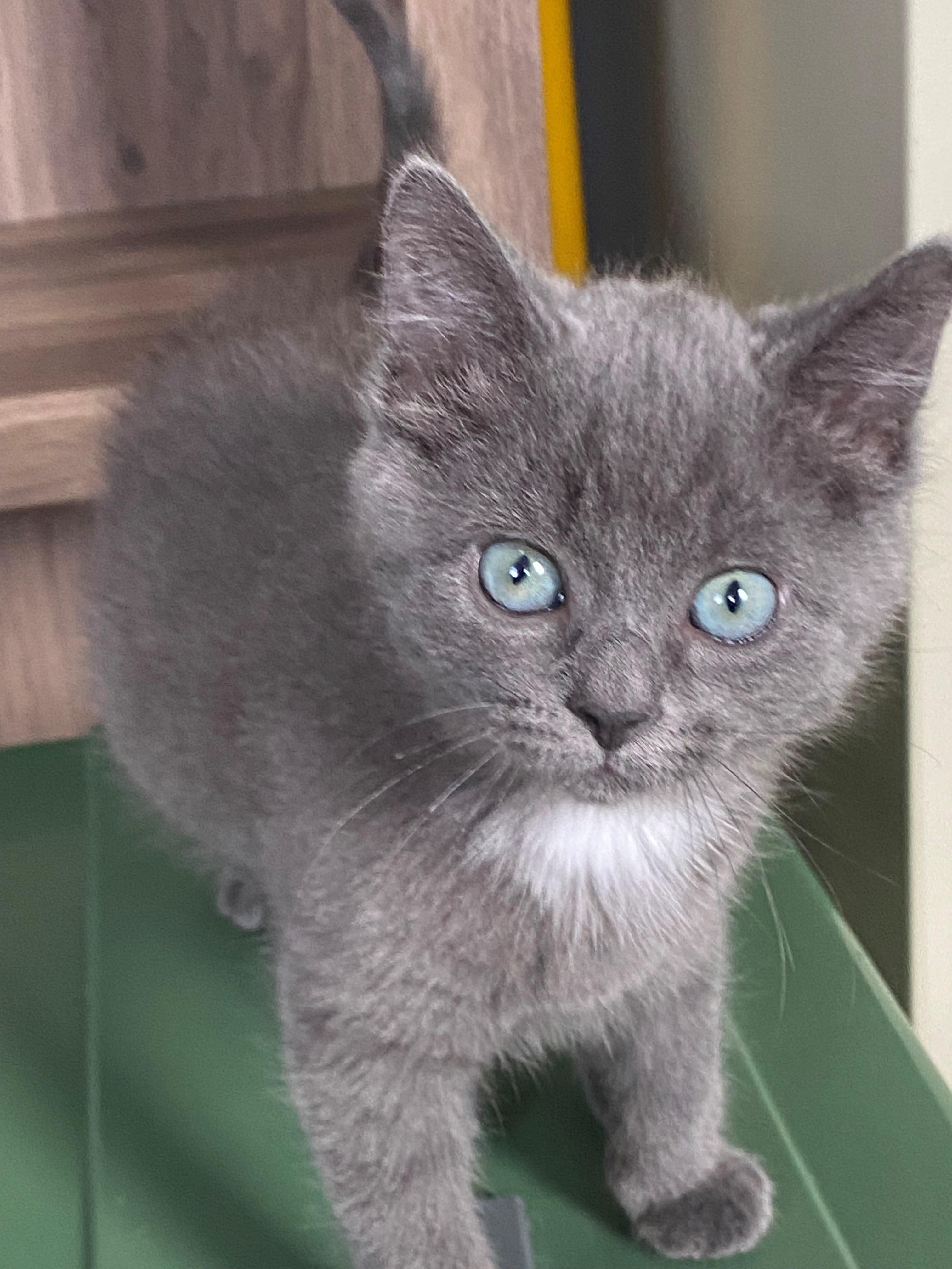 Enlarge Blue *BONDED WITH CALI*, a Adoptable Domestic Medium Hair in Caledon, ON image 2/3