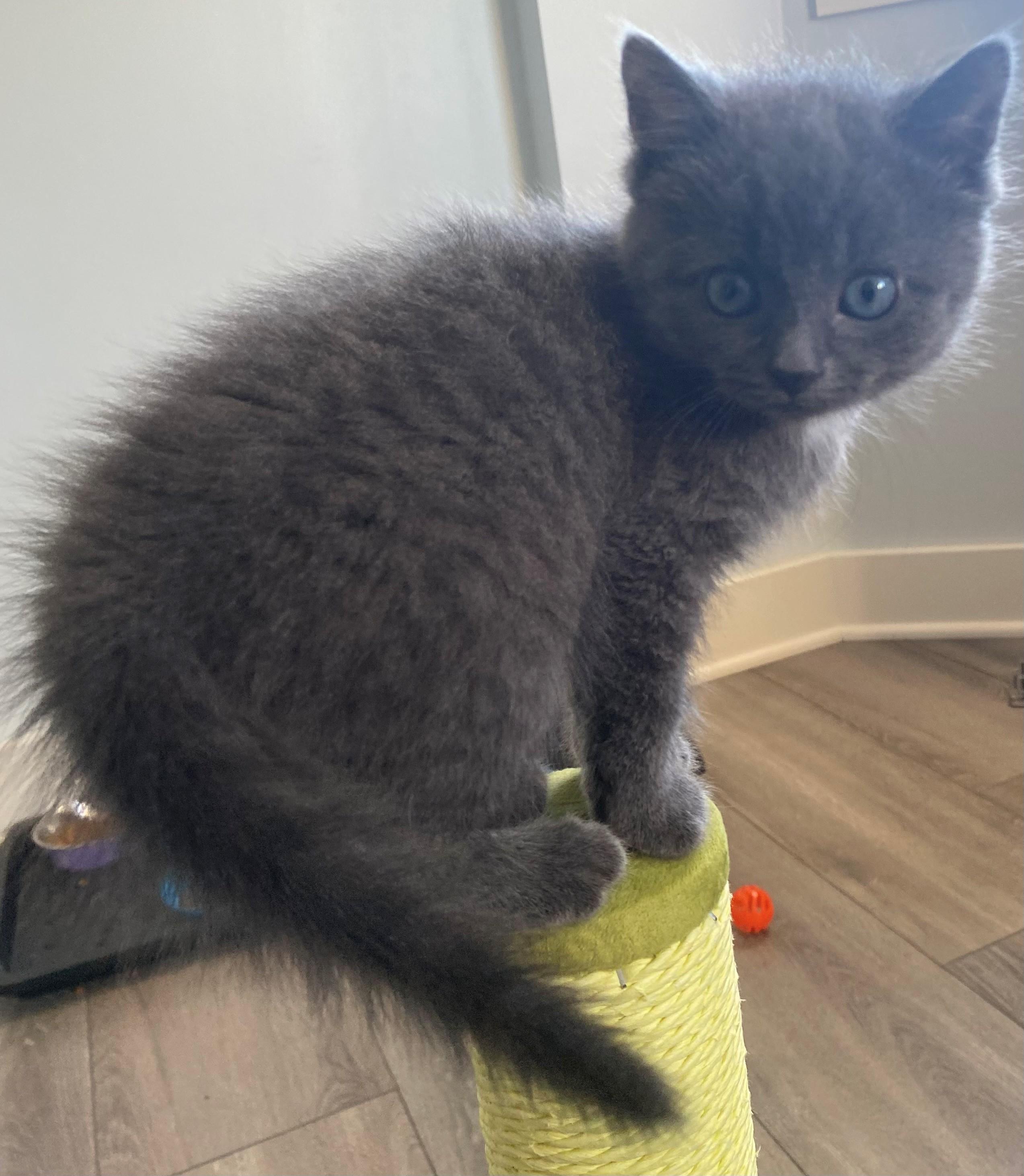 Enlarge Blue *BONDED WITH CALI*, a Adoptable Domestic Medium Hair in Caledon, ON image 3/3