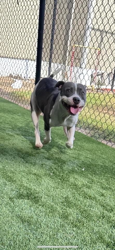 Xena , Adoptable, Adult Female Pit Bull Terrier.