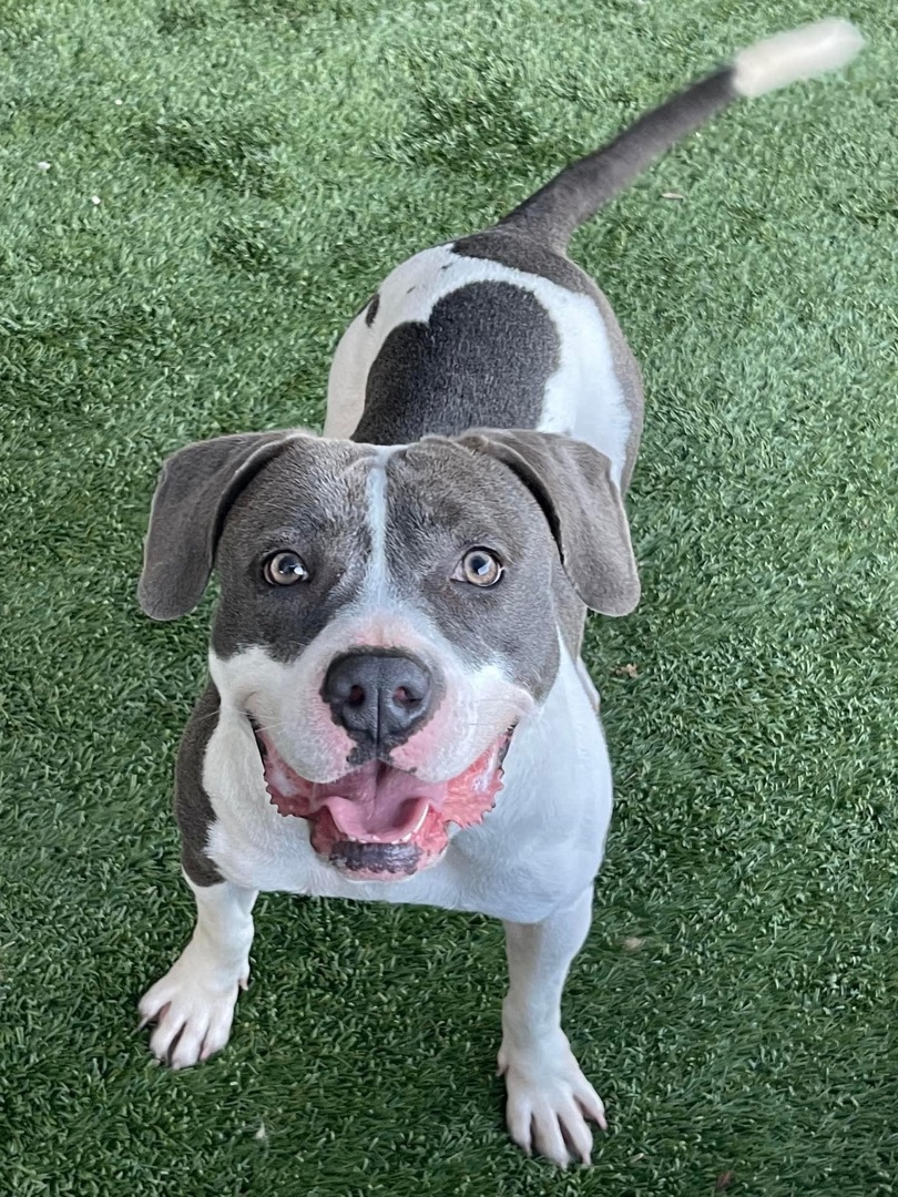 Xena , a Adoptable mixed breed in Baker, LA image 2/6