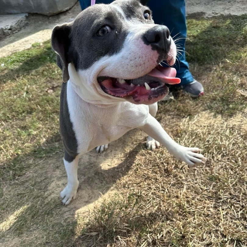 Xena , a Adoptable mixed breed in Baker, LA image 3/6