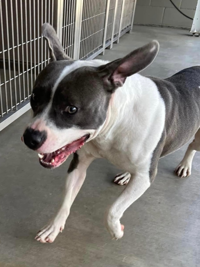 Xena , a Adoptable mixed breed in Baker, LA image 4/6