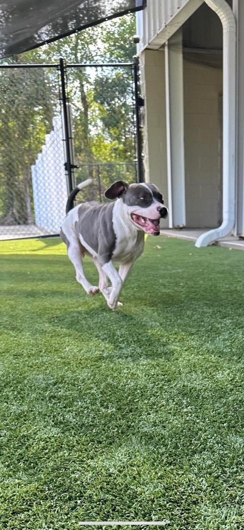 Xena , a Adoptable mixed breed in Baker, LA image 5/6