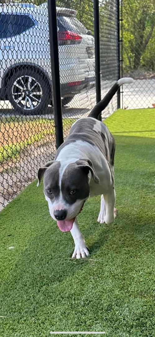 Xena , a Adoptable mixed breed in Baker, LA image 6/6