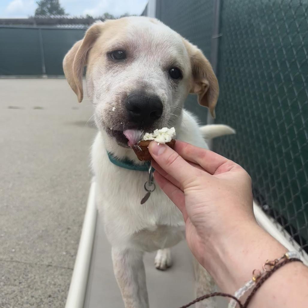 Dalton, Adoptable, Puppy Male Labrador Retriever & Australian Cattle Dog / Blue Heeler.