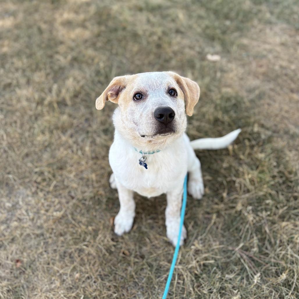 Enlarge Dalton, a Adoptable mixed breed in Fargo, ND image 2/6