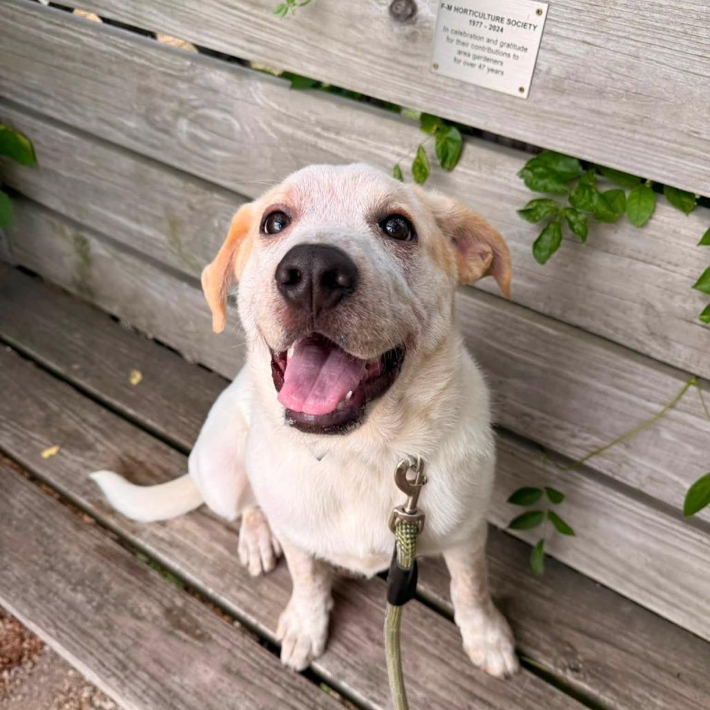 Enlarge Dalton, a Adoptable mixed breed in Fargo, ND image 3/6