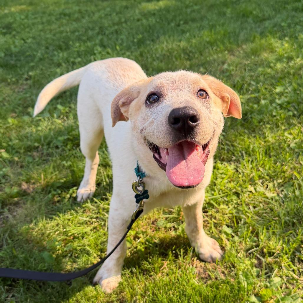 Enlarge Dalton, a Adoptable mixed breed in Fargo, ND image 4/6