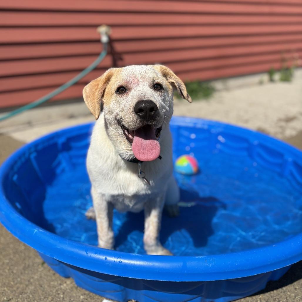 Enlarge Dalton, a Adoptable mixed breed in Fargo, ND image 5/6