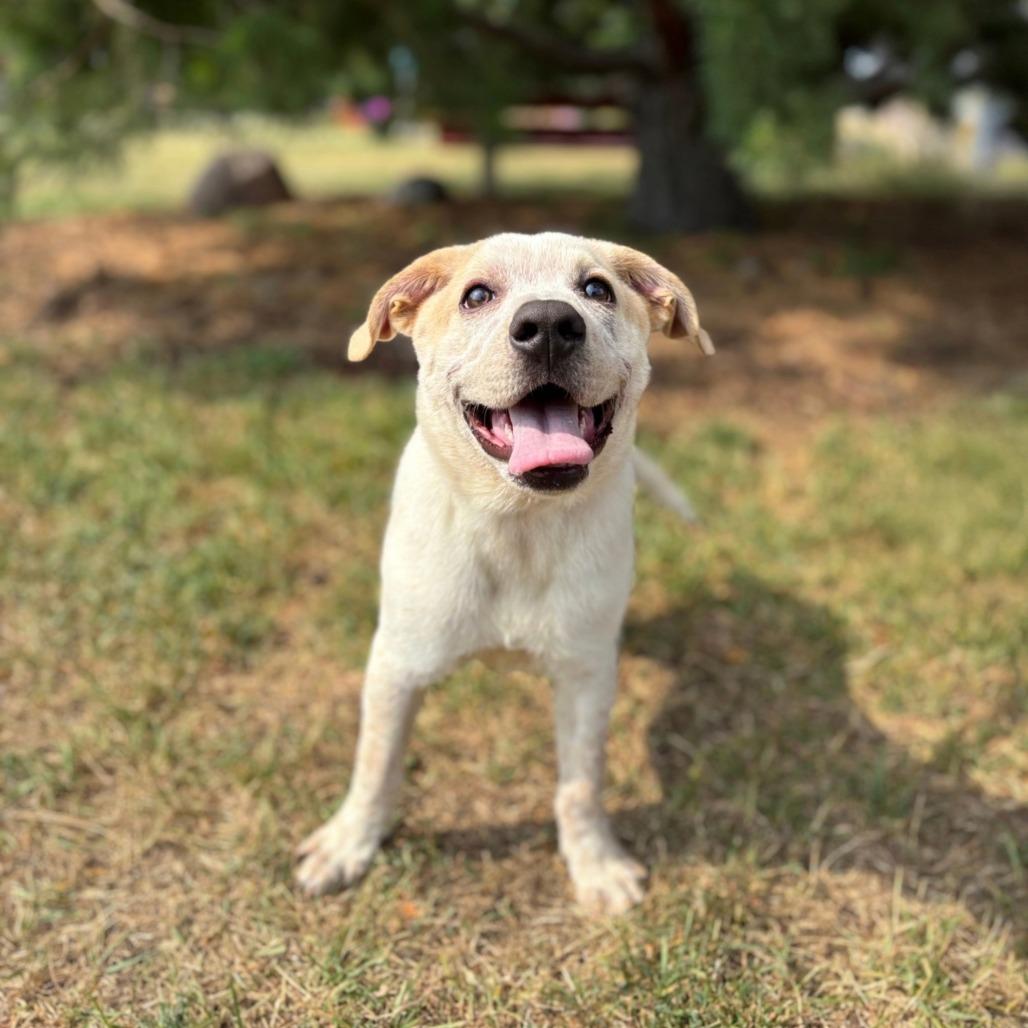 Enlarge Dalton, a Adoptable mixed breed in Fargo, ND image 6/6