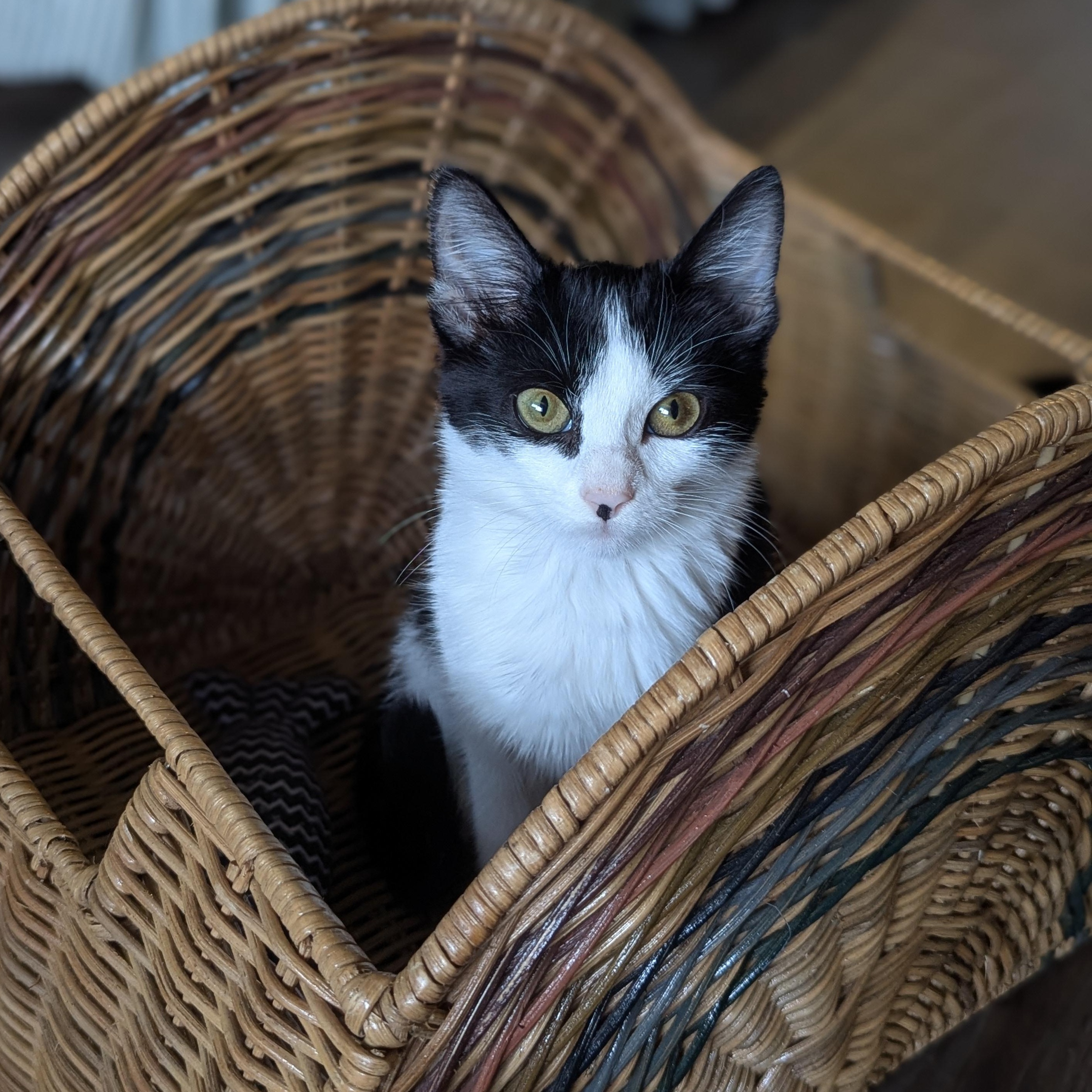 Bubbles (Powerpuff crew), a Adoptable Domestic Short Hair in Atlanta, GA image 1/6