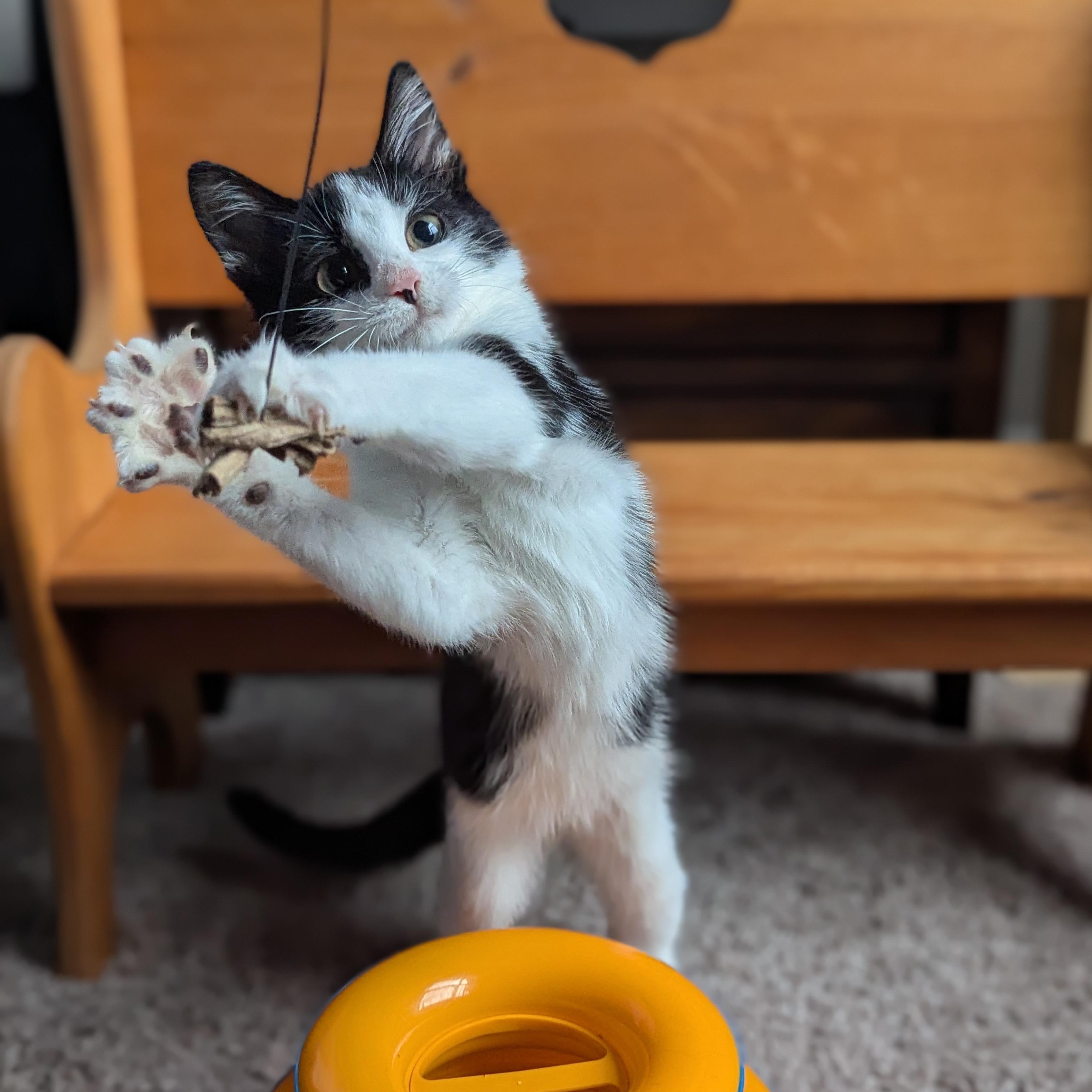 Bubbles (Powerpuff crew), a Adoptable Domestic Short Hair in Atlanta, GA image 2/6