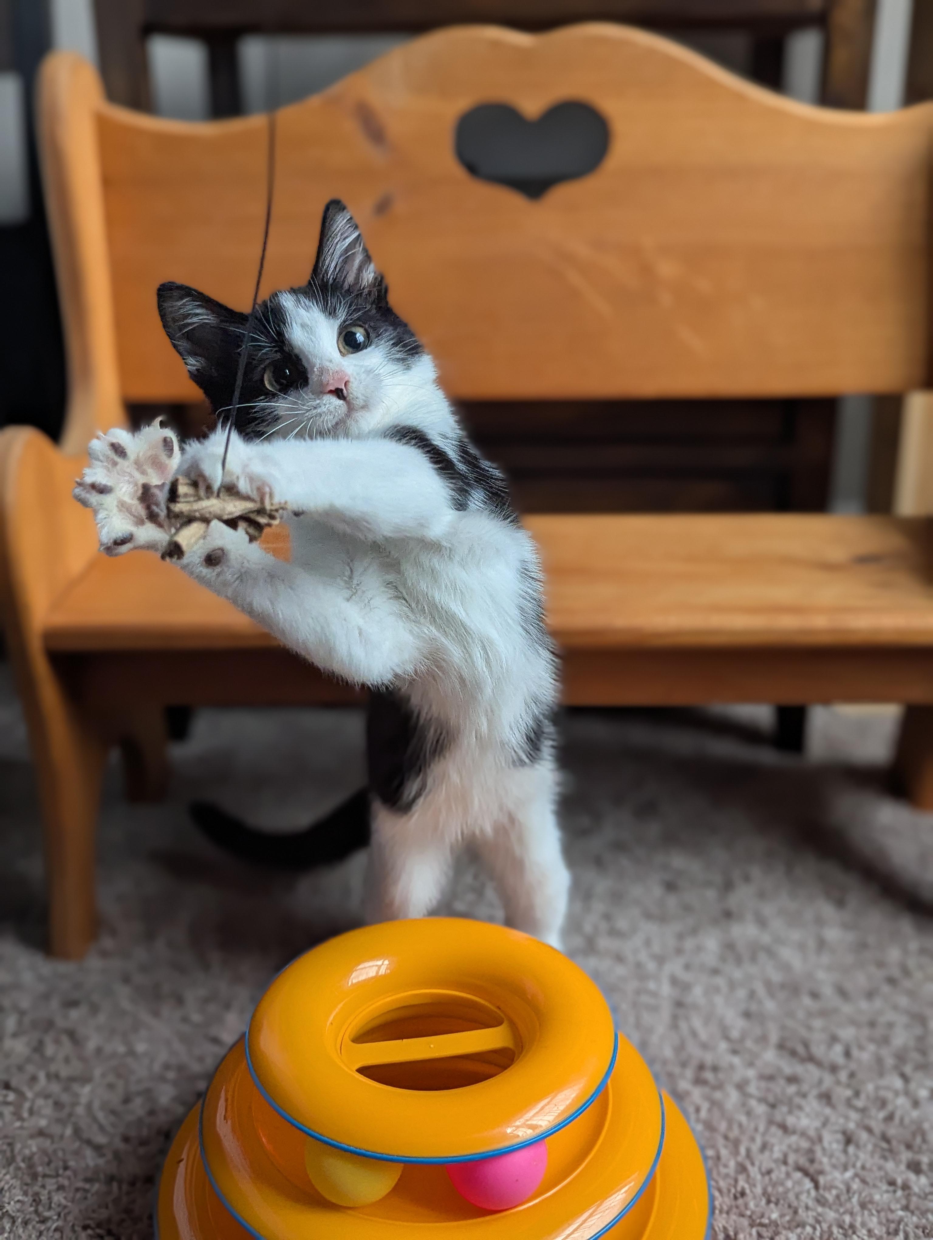 Bubbles (Powerpuff crew), a Adoptable Domestic Short Hair in Atlanta, GA image 5/6