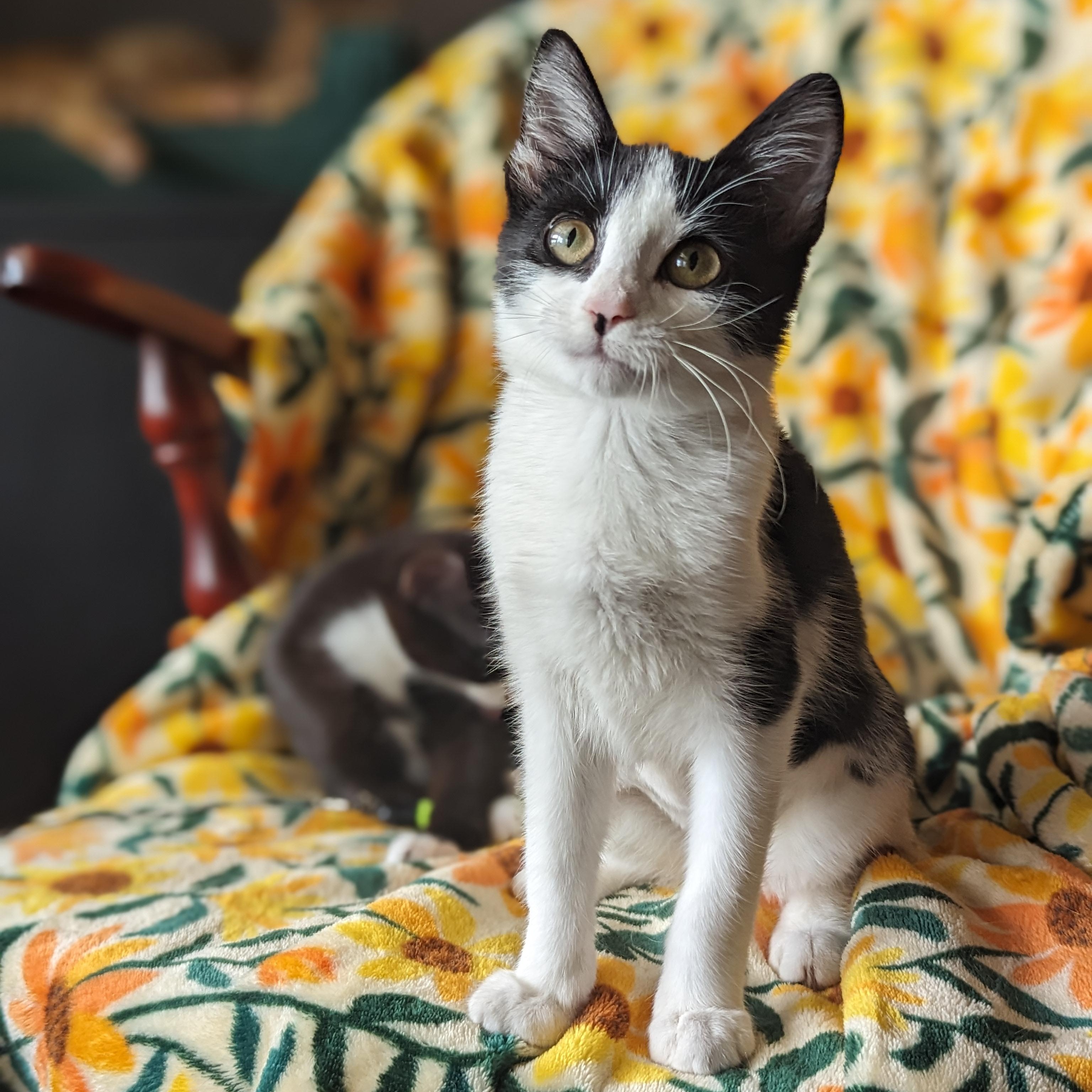 Enlarge Bubbles (Powerpuff crew), a Adoptable Domestic Short Hair in Atlanta, GA image 2/6