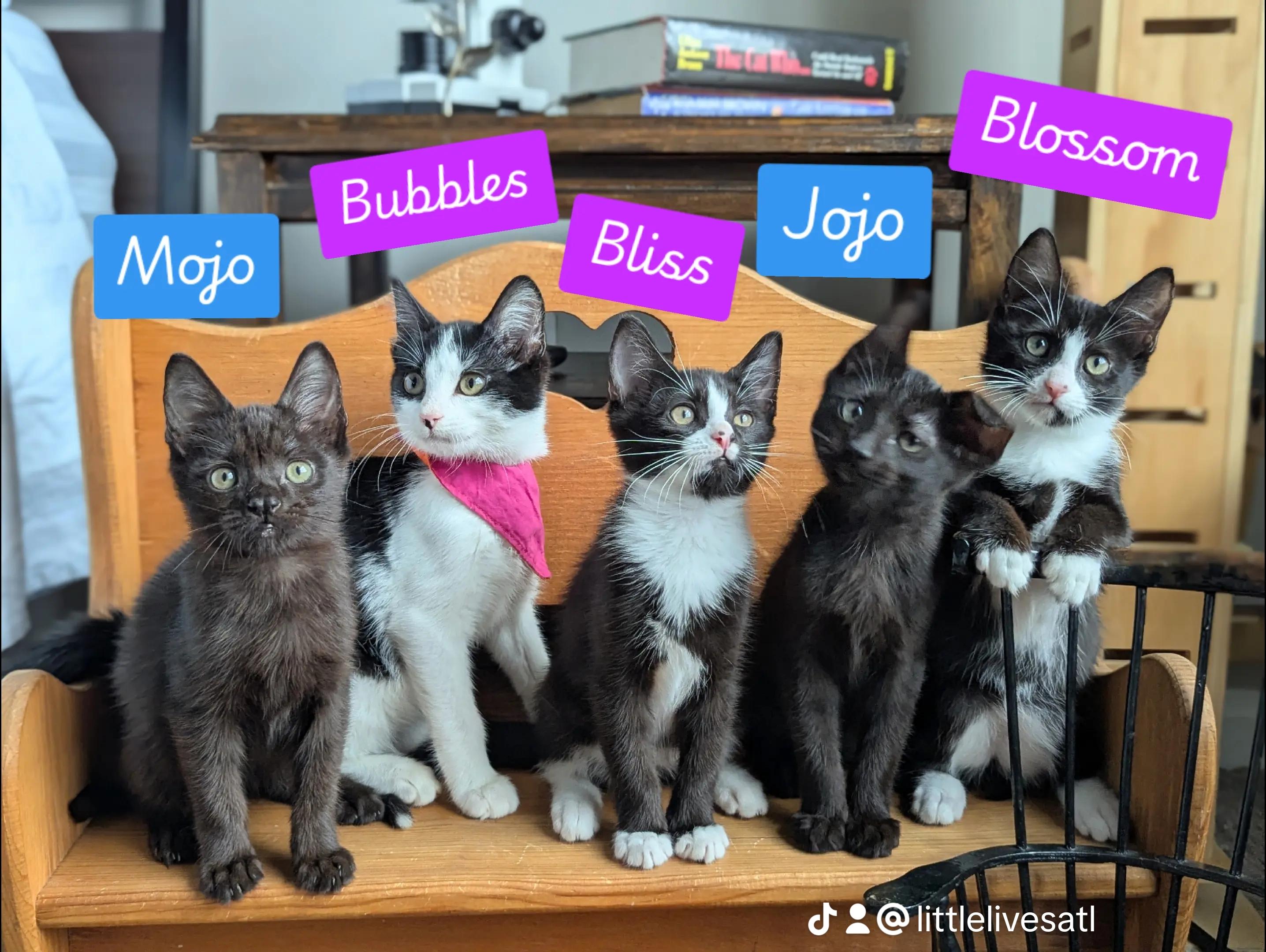 Bubbles (Powerpuff crew), a Adoptable Domestic Short Hair in Atlanta, GA image 4/6