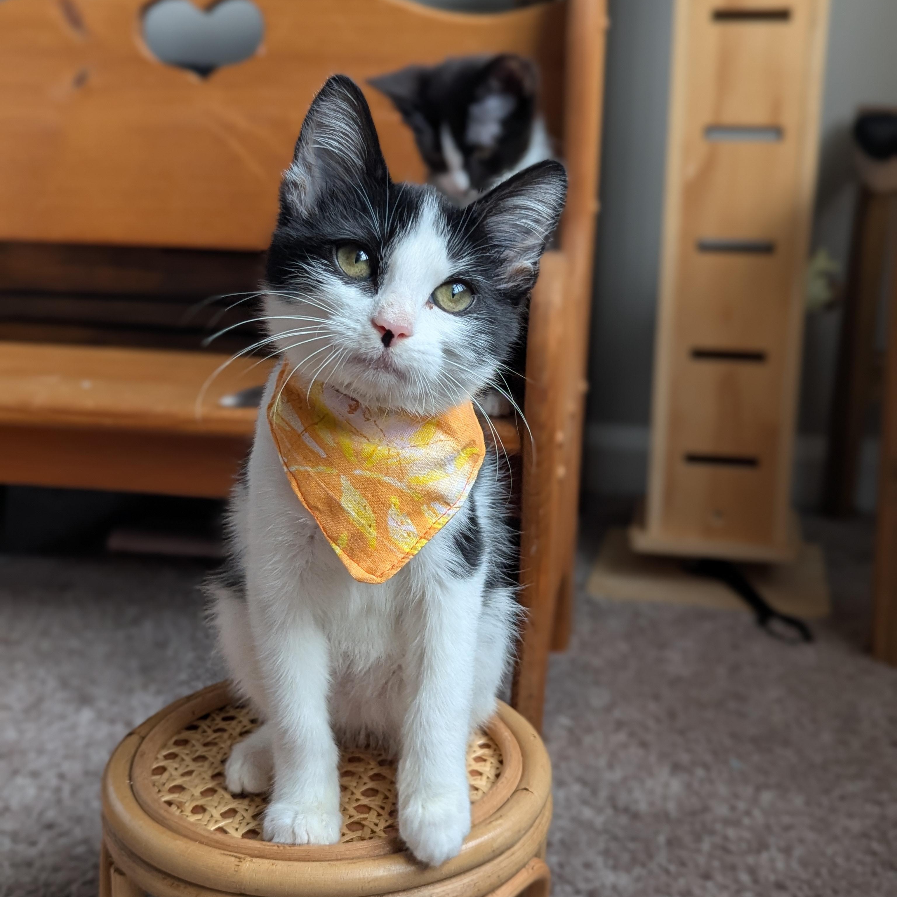 Bubbles (Powerpuff crew), a Adoptable Domestic Short Hair in Atlanta, GA image 6/6