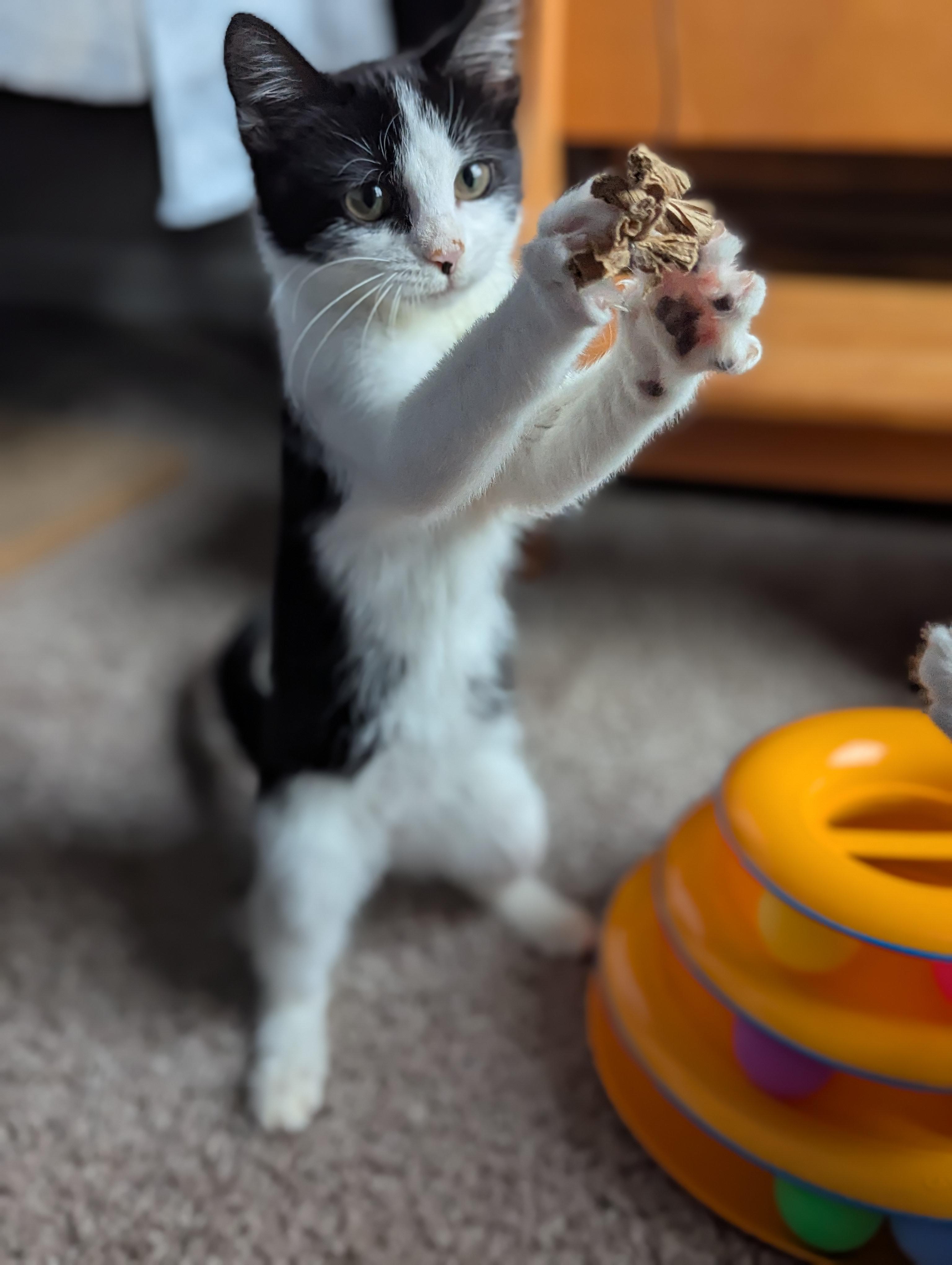 Enlarge Bubbles (Powerpuff crew), a Adoptable Domestic Short Hair in Atlanta, GA image 6/6