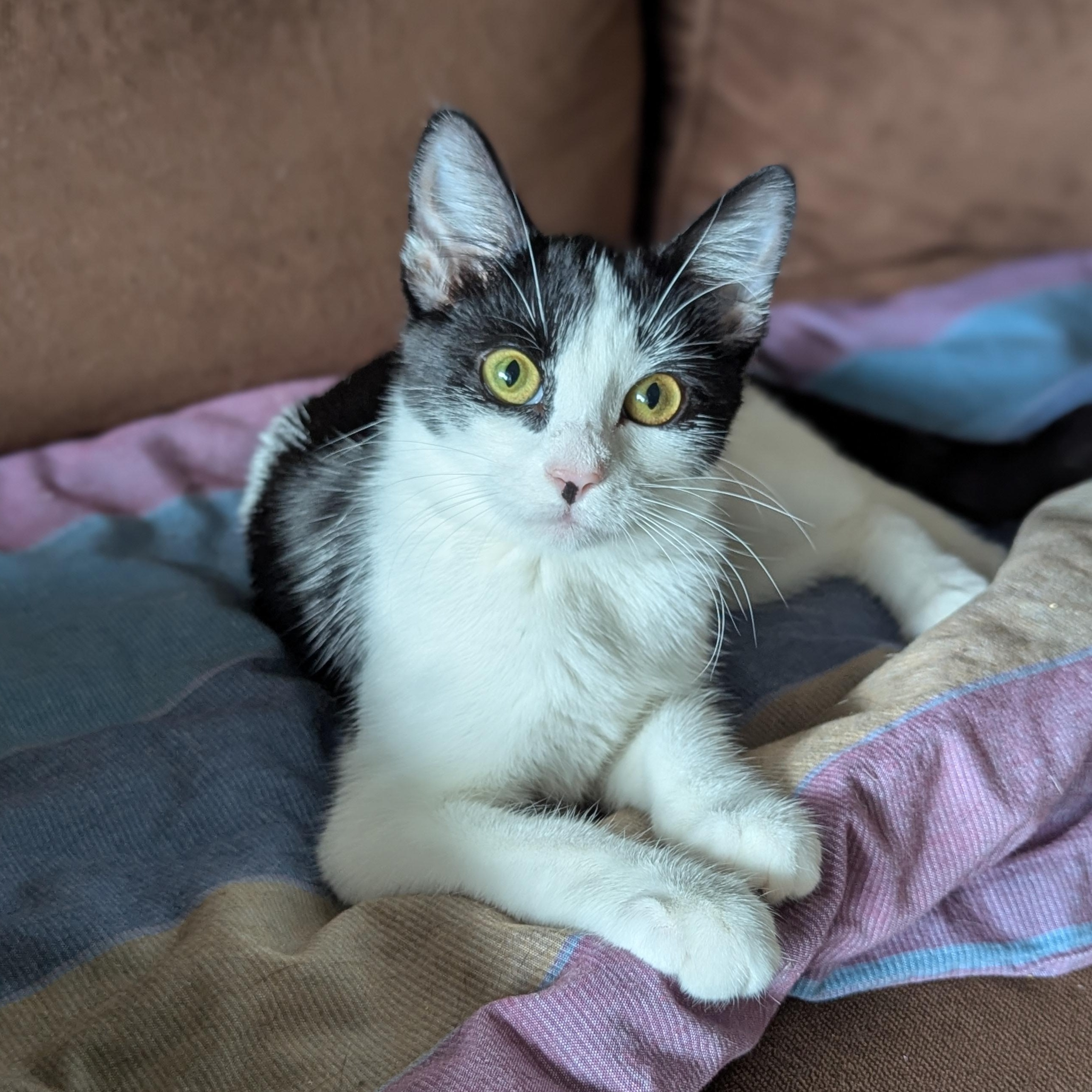 Bubbles (Powerpuff crew), Adoptable, Kitten Female Domestic Short Hair.