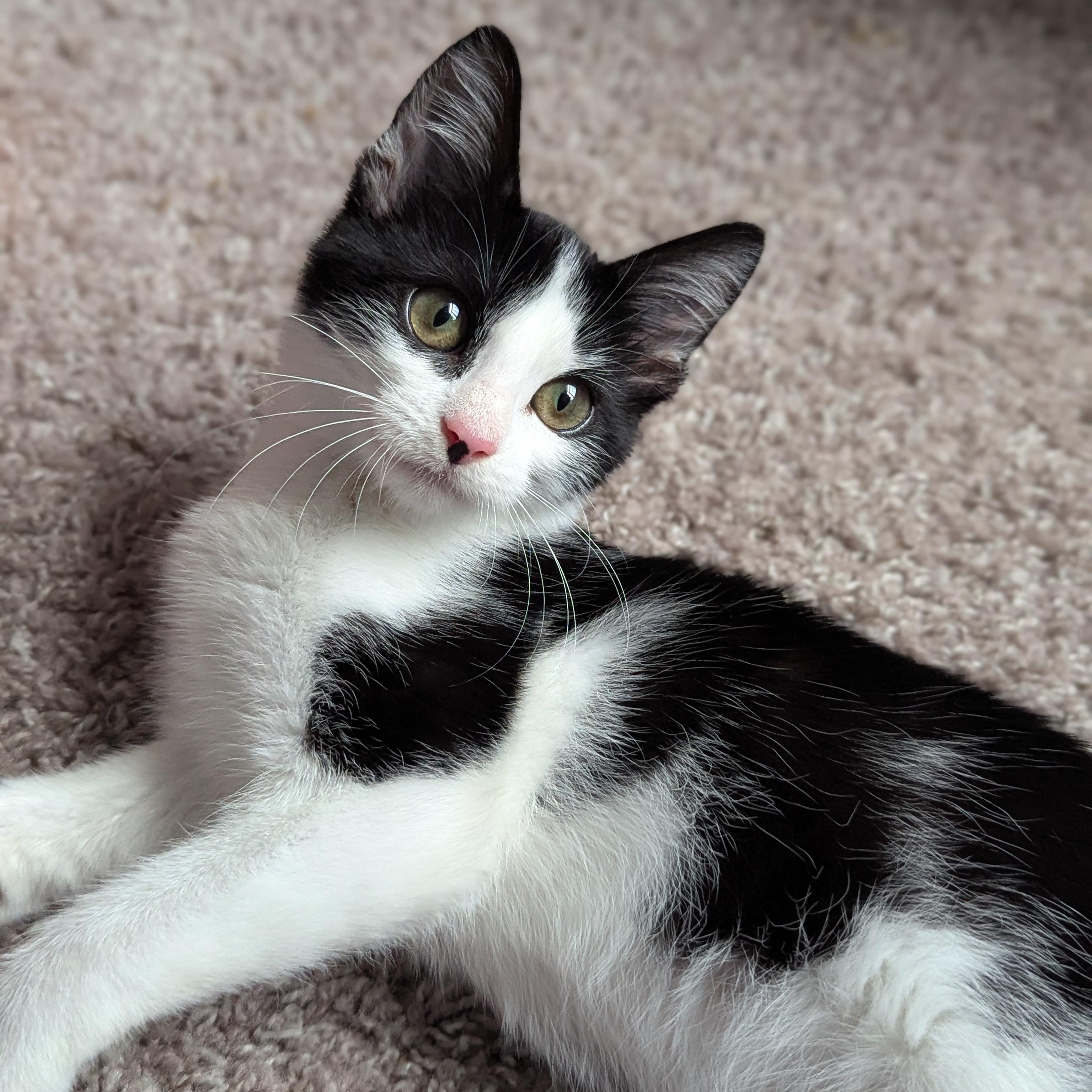 Bubbles (Powerpuff crew), a Adoptable Domestic Short Hair in Atlanta, GA image 6/6