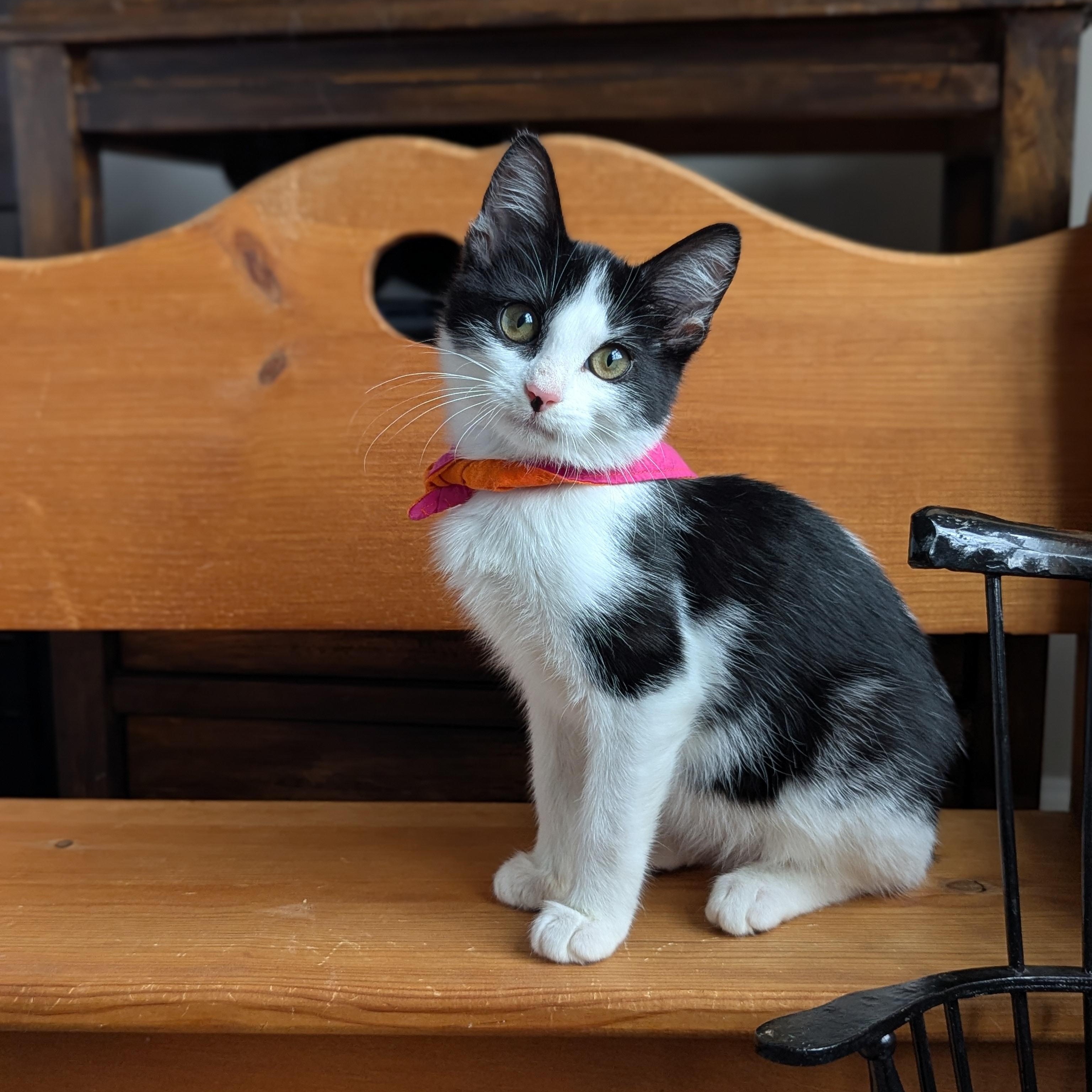 Bubbles (Powerpuff crew), Adoptable, Kitten Female Domestic Short Hair.