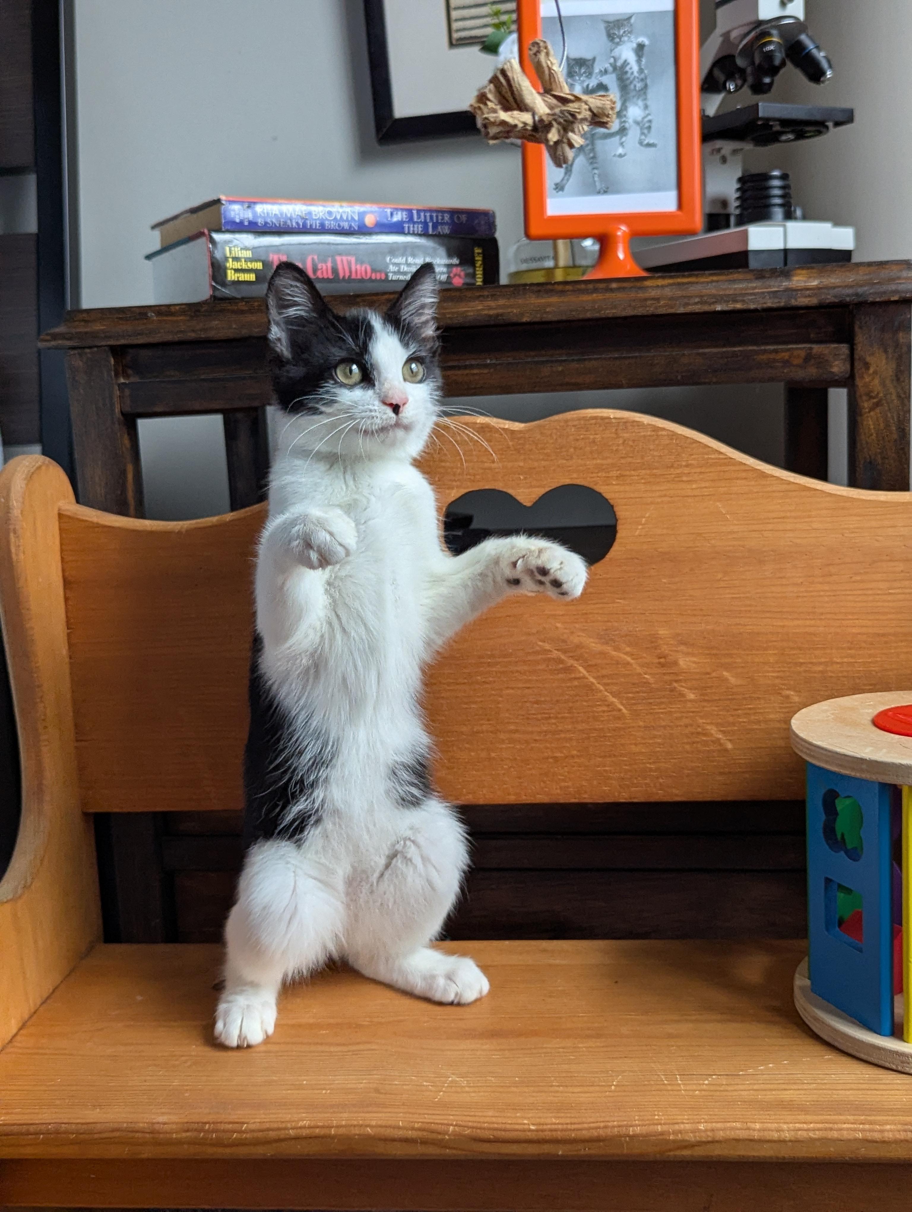 Bubbles (Powerpuff crew), a Adoptable Domestic Short Hair in Atlanta, GA image 3/6