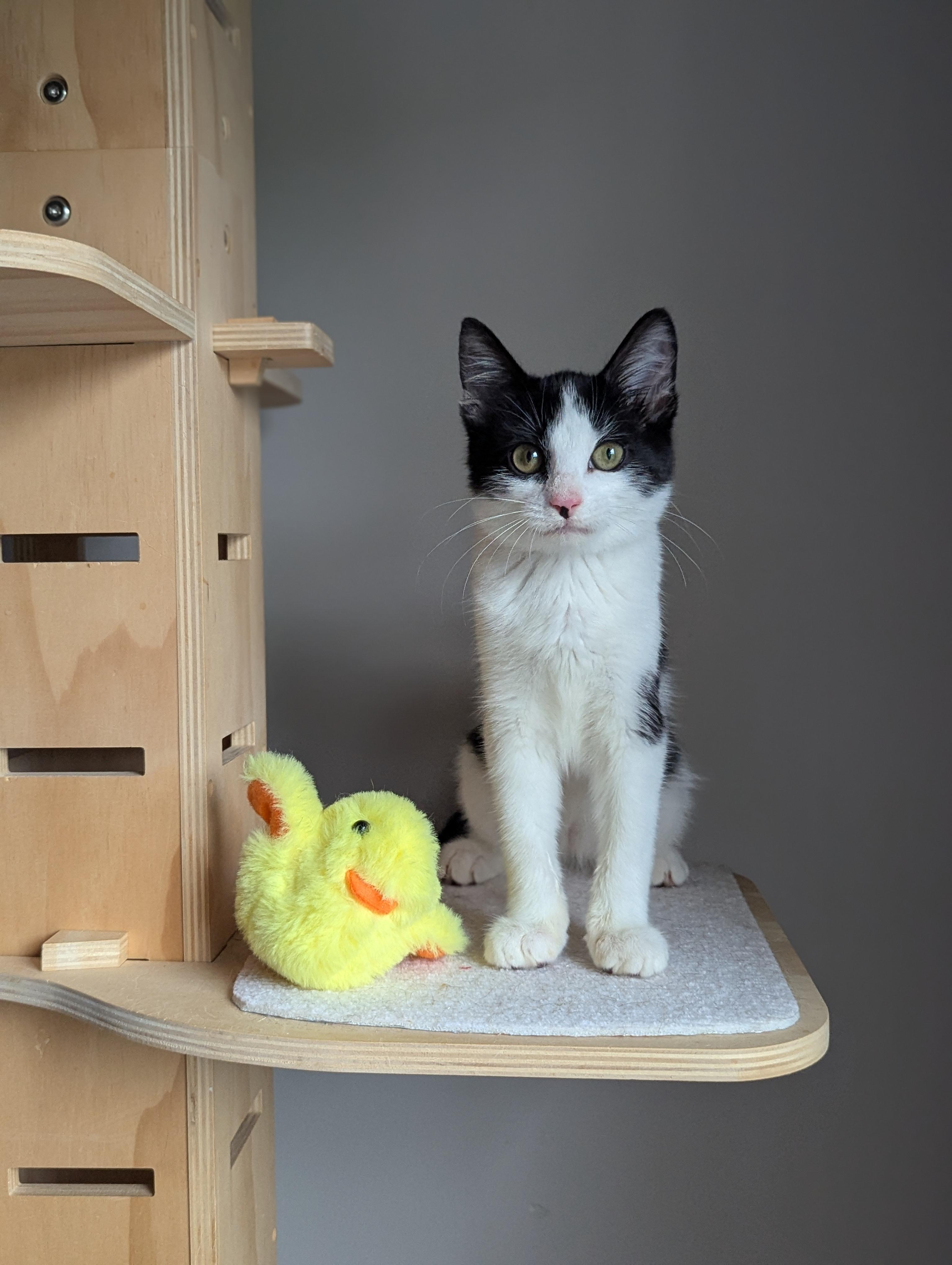 Bubbles (Powerpuff crew), a Adoptable Domestic Short Hair in Atlanta, GA image 2/6