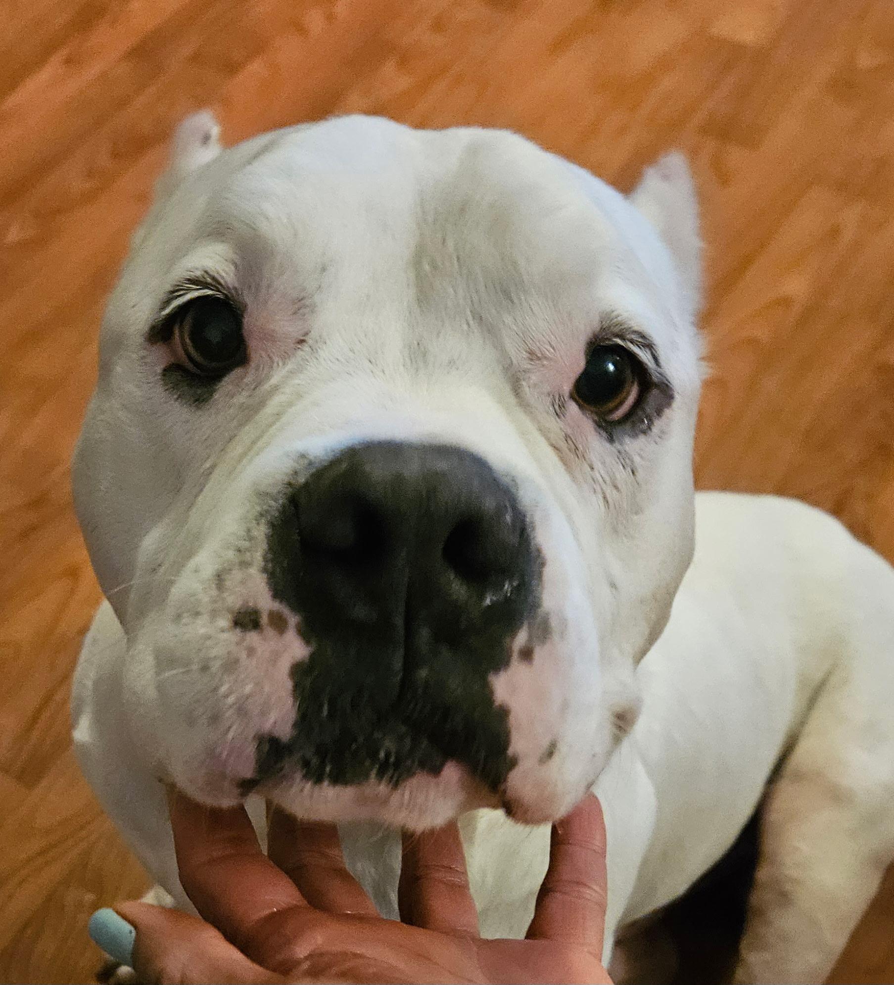 Otis — thumbnail 2