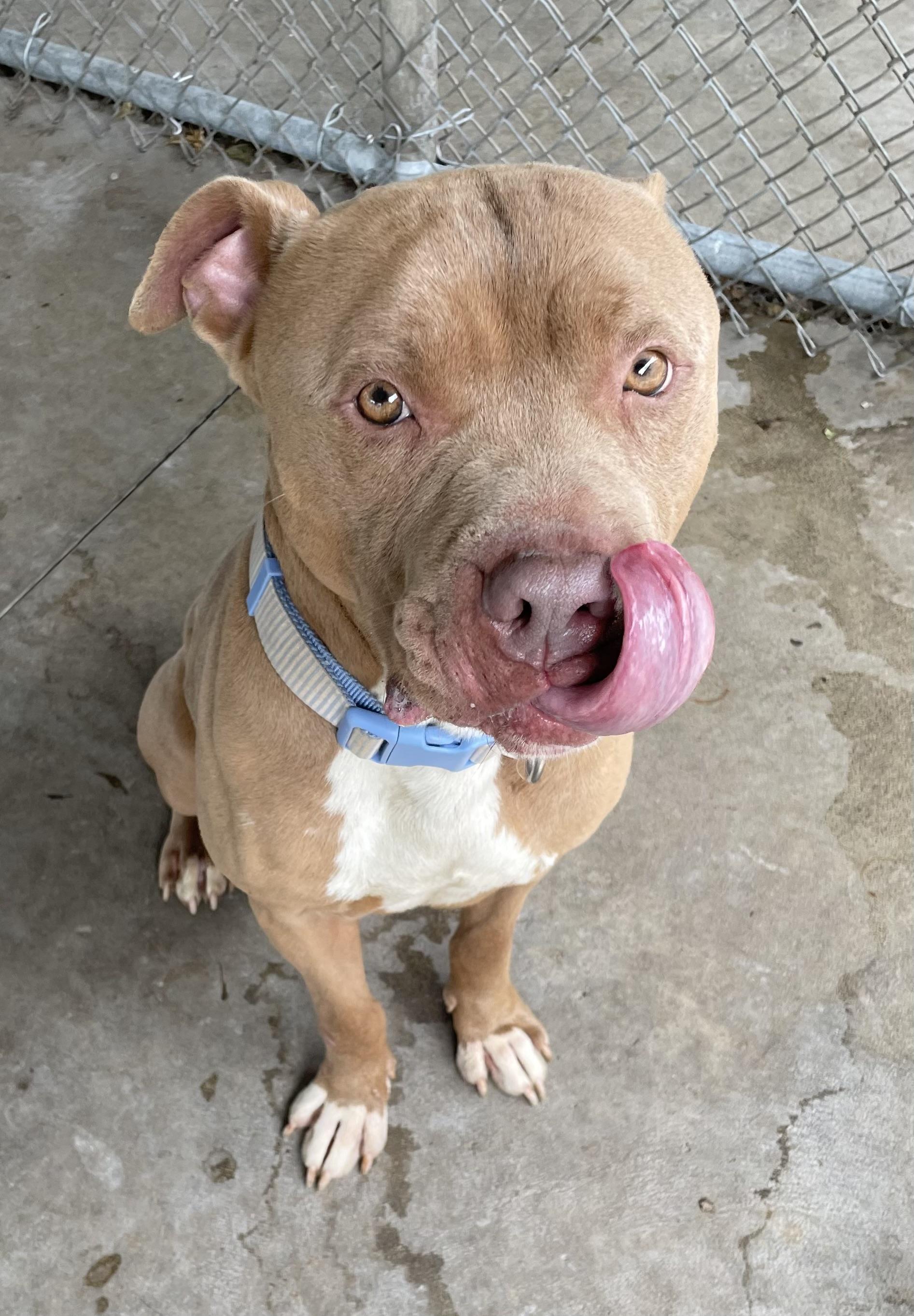 Clint ADOPTED, a ADOPTABLE Pit Bull Terrier in Canton, OH image 2/6