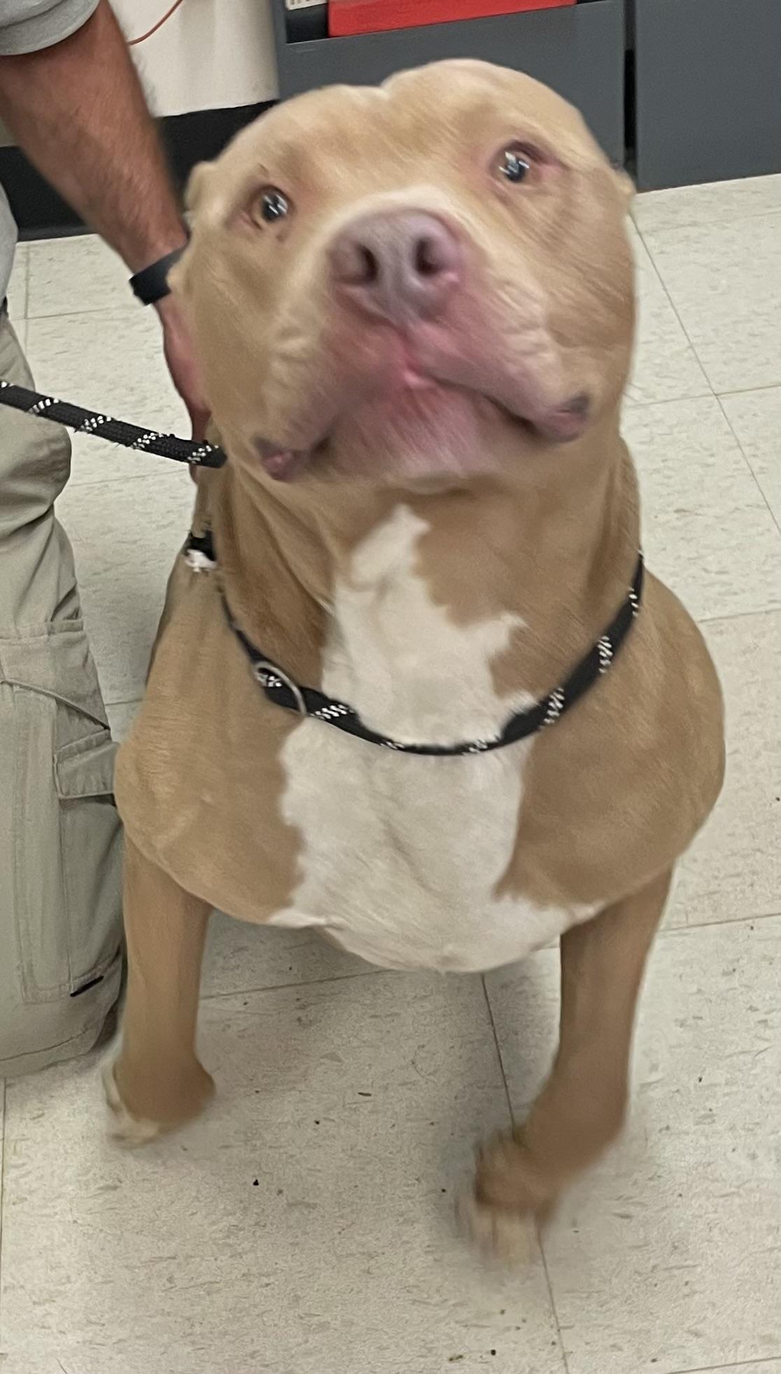Clint ADOPTED, a ADOPTABLE Pit Bull Terrier in Canton, OH image 5/6