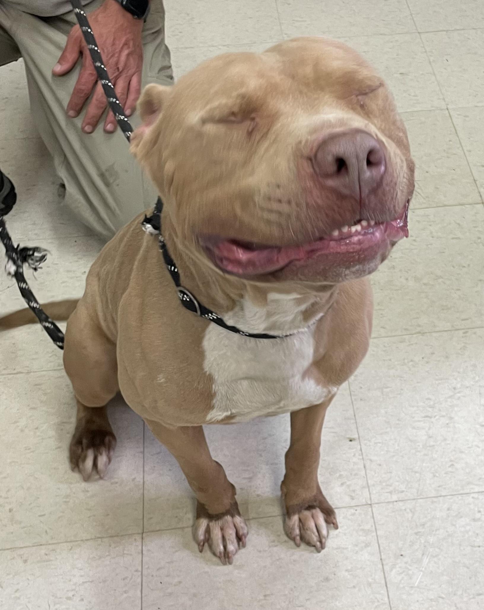 Clint ADOPTED, a ADOPTABLE Pit Bull Terrier in Canton, OH image 3/6