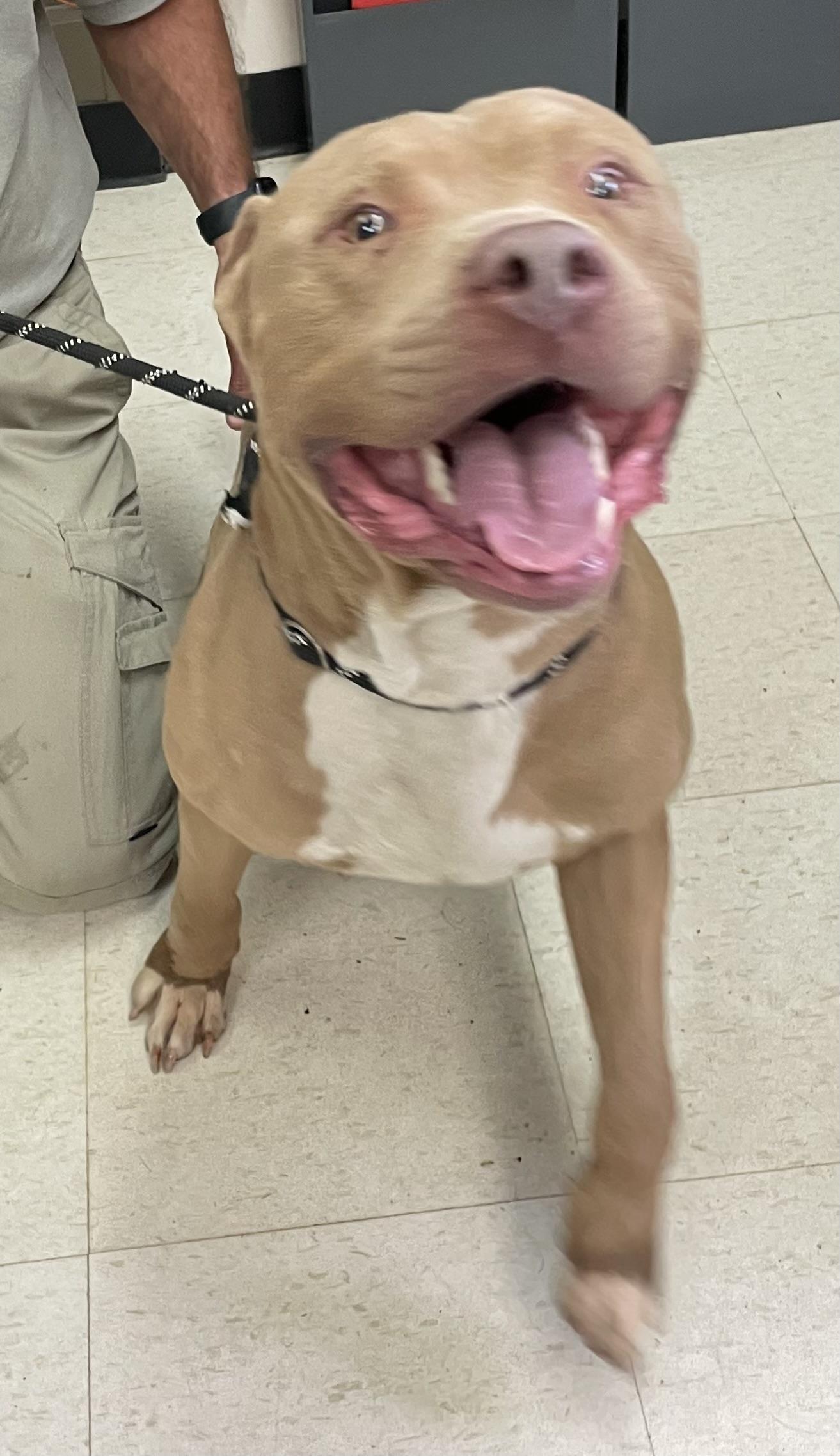Clint ADOPTED, a ADOPTABLE Pit Bull Terrier in Canton, OH image 6/6