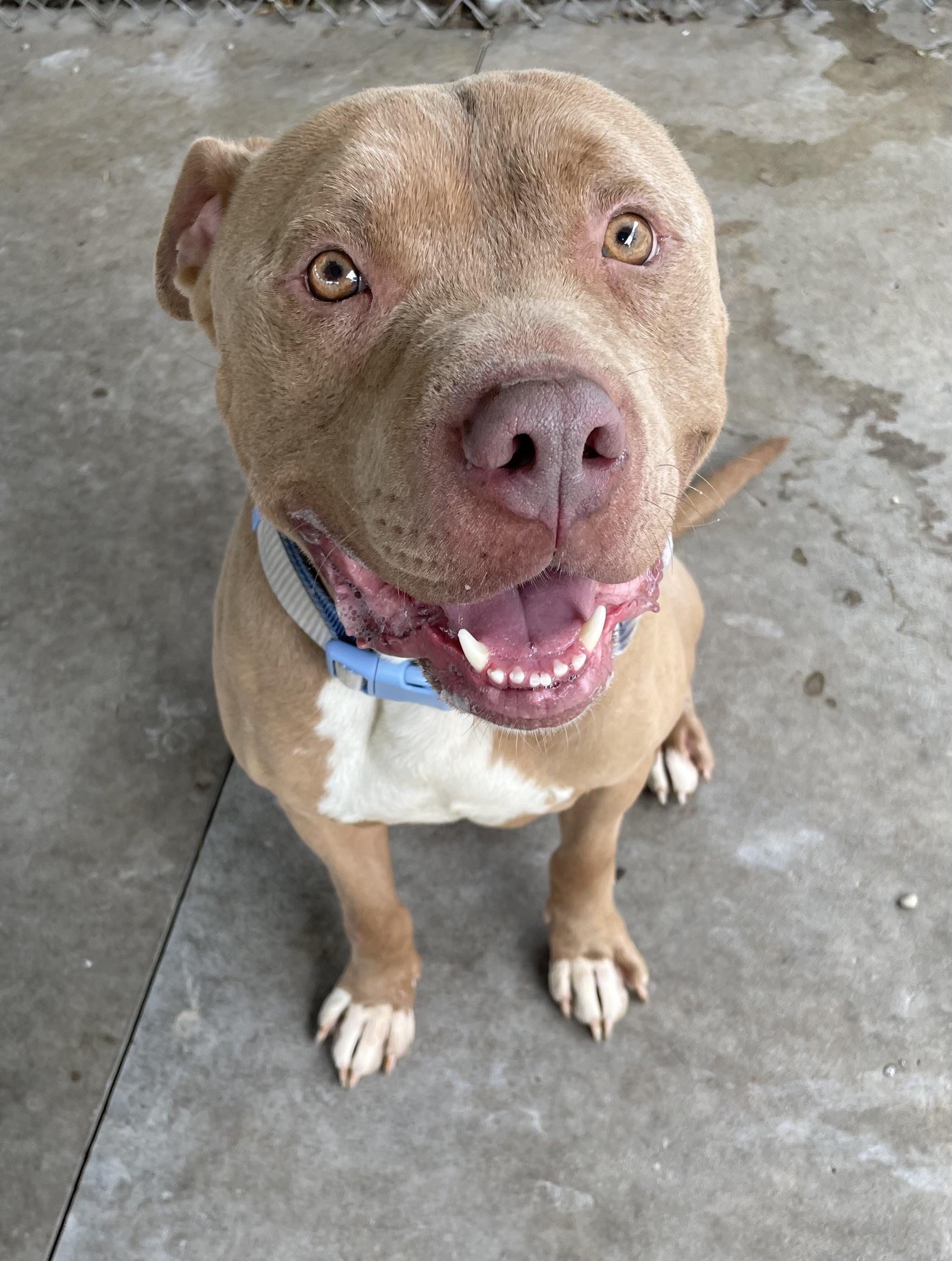 Clint ADOPTED, ADOPTABLE, Adult Male Pit Bull Terrier.