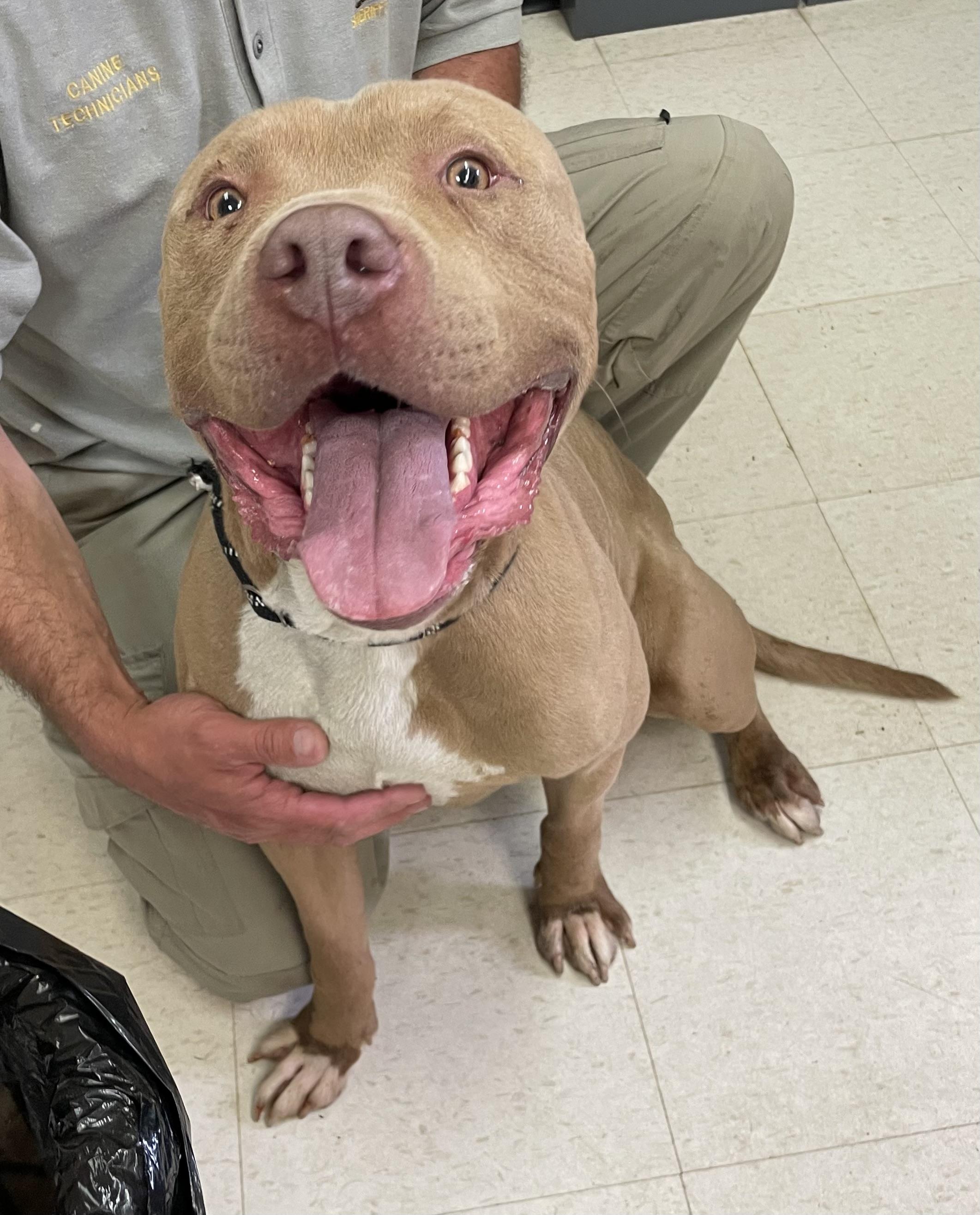 Clint ADOPTED, a ADOPTABLE Pit Bull Terrier in Canton, OH image 4/6
