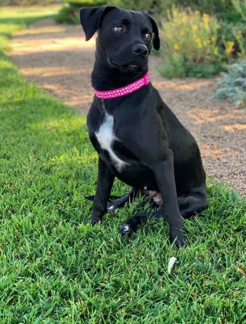 Lila