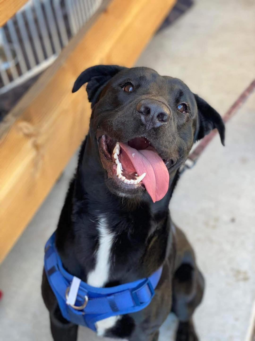 Bentley, a Adoptable mixed breed in Gilbert, AZ image 2/6