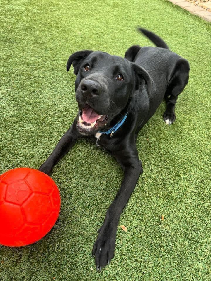 Bentley, a Adoptable mixed breed in Gilbert, AZ image 3/6