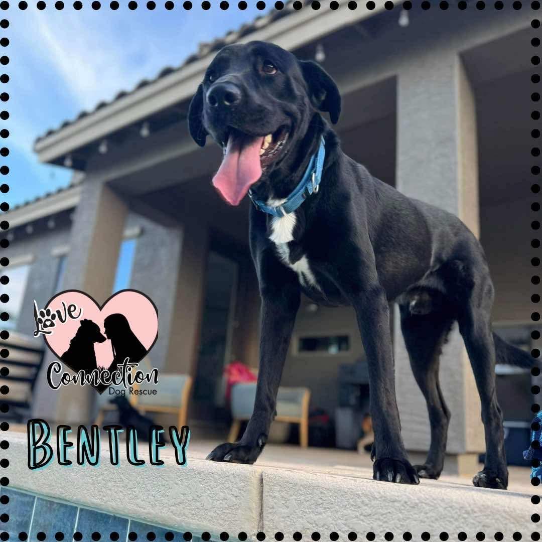 Bentley, a Adoptable mixed breed in Gilbert, AZ image 1/6