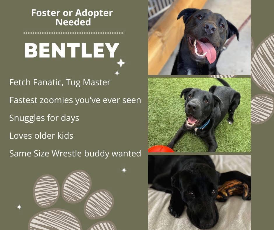Bentley, a Adoptable mixed breed in Gilbert, AZ image 4/6