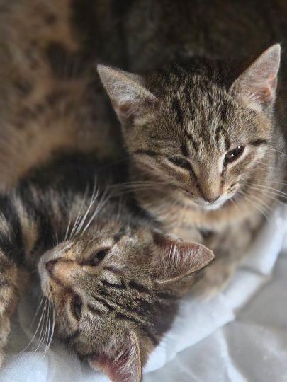 Porch Litter siblings, ADOPTABLE, Kitten Female Domestic Short Hair.
