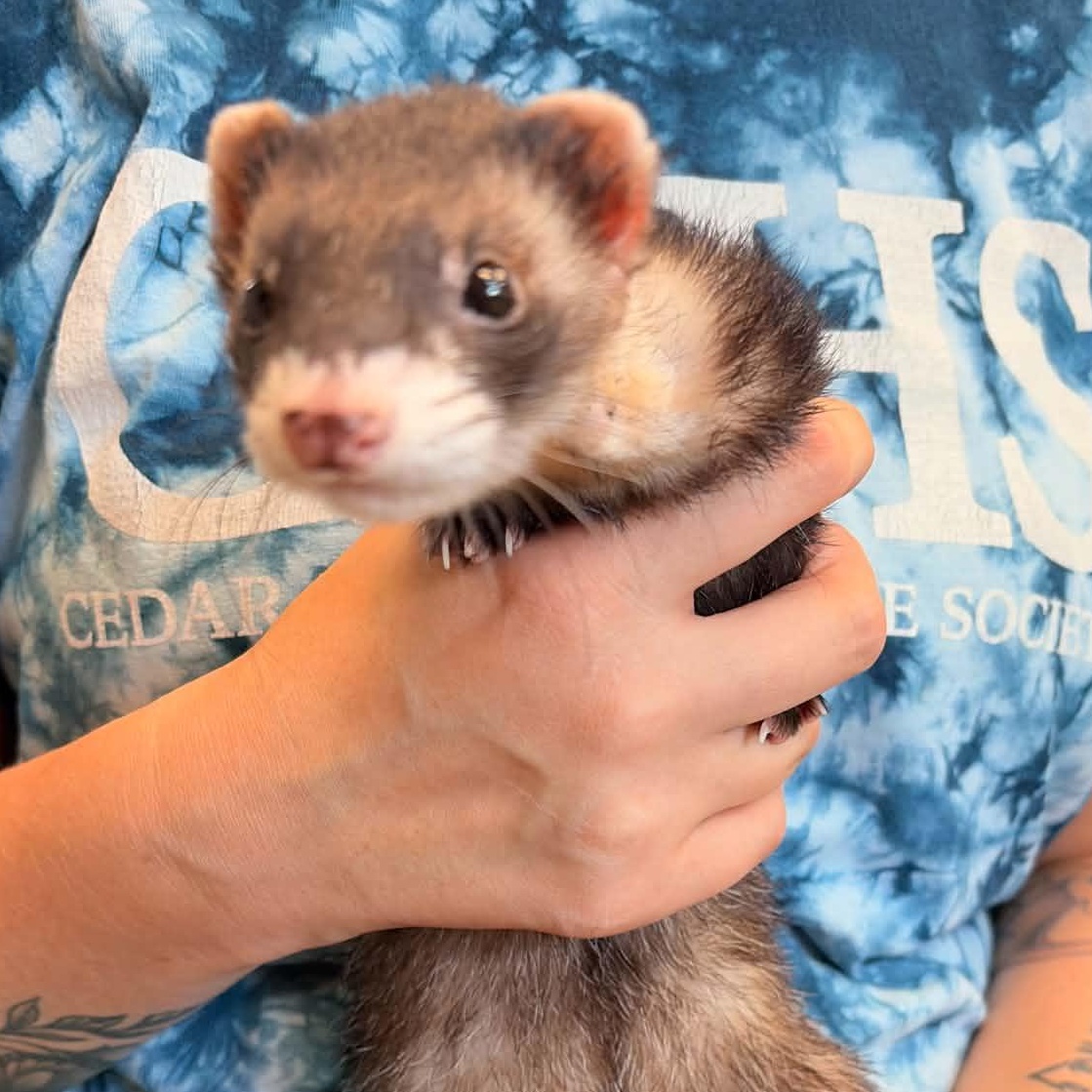 Nixie, adopted, Senior Female Ferret.