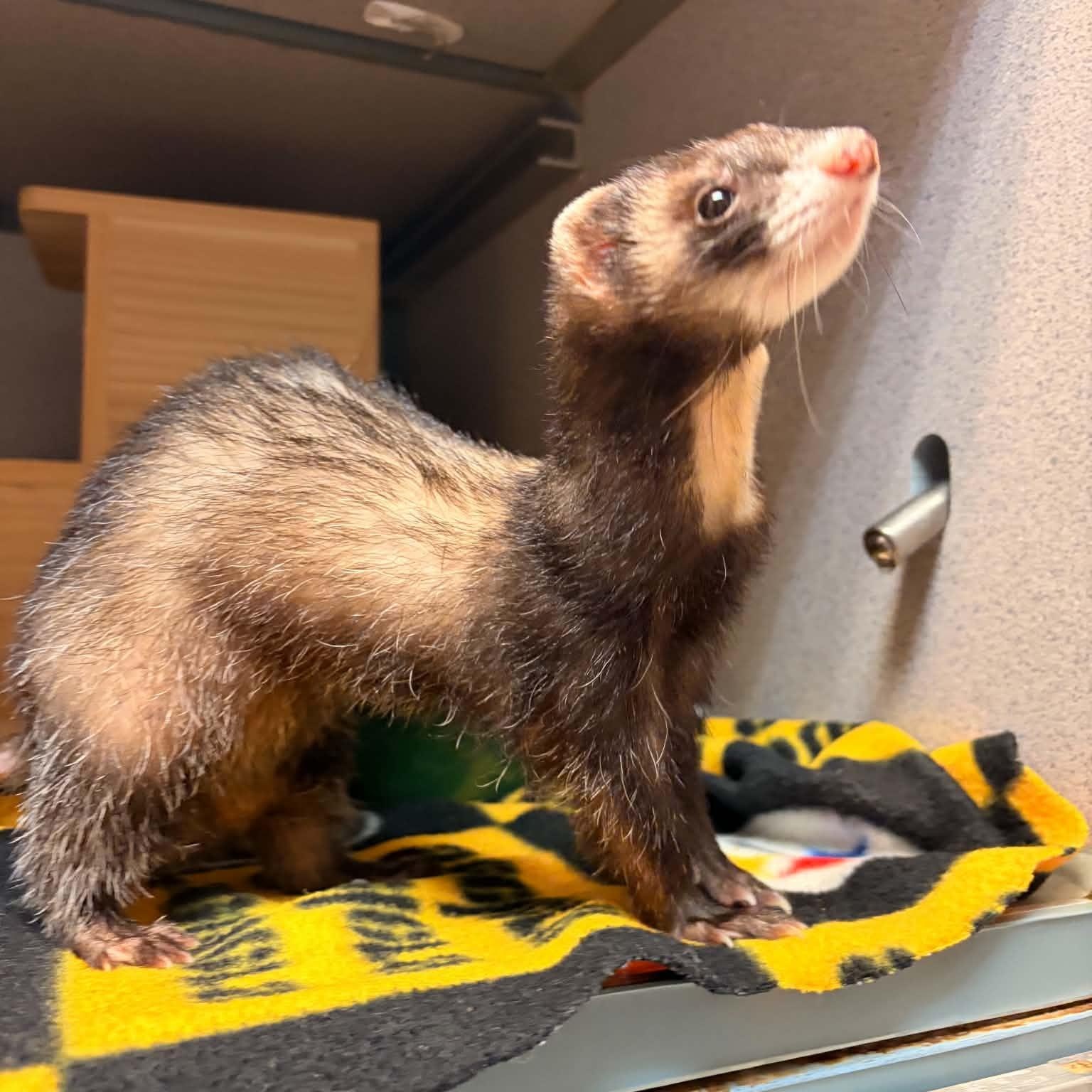 Nixie, an adopted Ferret in Waterloo, IA image 2/4