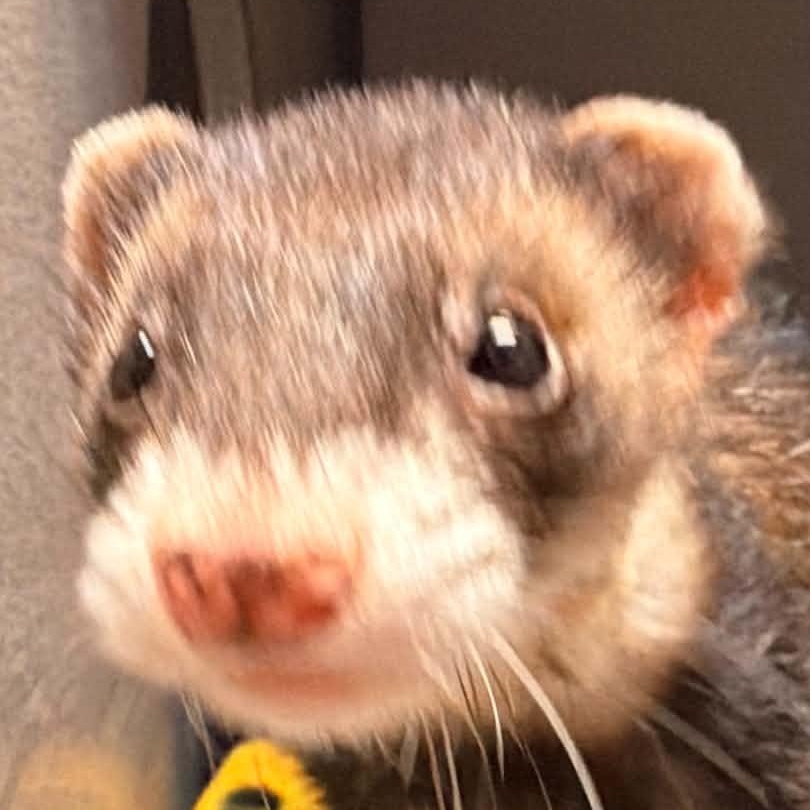 Nixie, an adopted Ferret in Waterloo, IA image 3/4